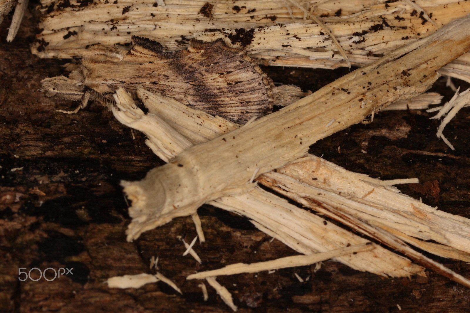 Canon EF 100mm F2.8L Macro IS USM sample photo. Pale prominent photography