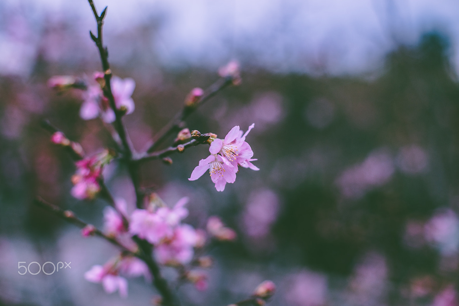 Canon EF 28-70mm f/3.5-4.5 sample photo. Cherry photography