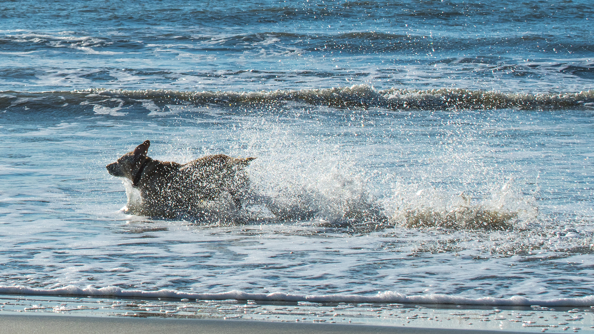 Nikon D500 sample photo. Little willy has a run photography