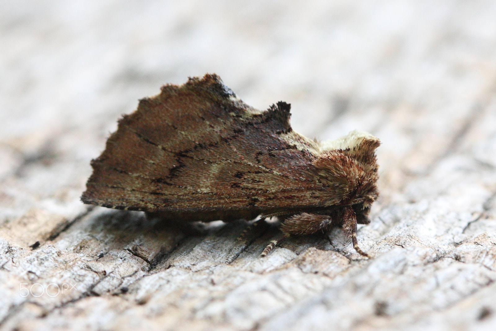 Canon EF 100mm F2.8L Macro IS USM sample photo. Coxcomb prominent photography