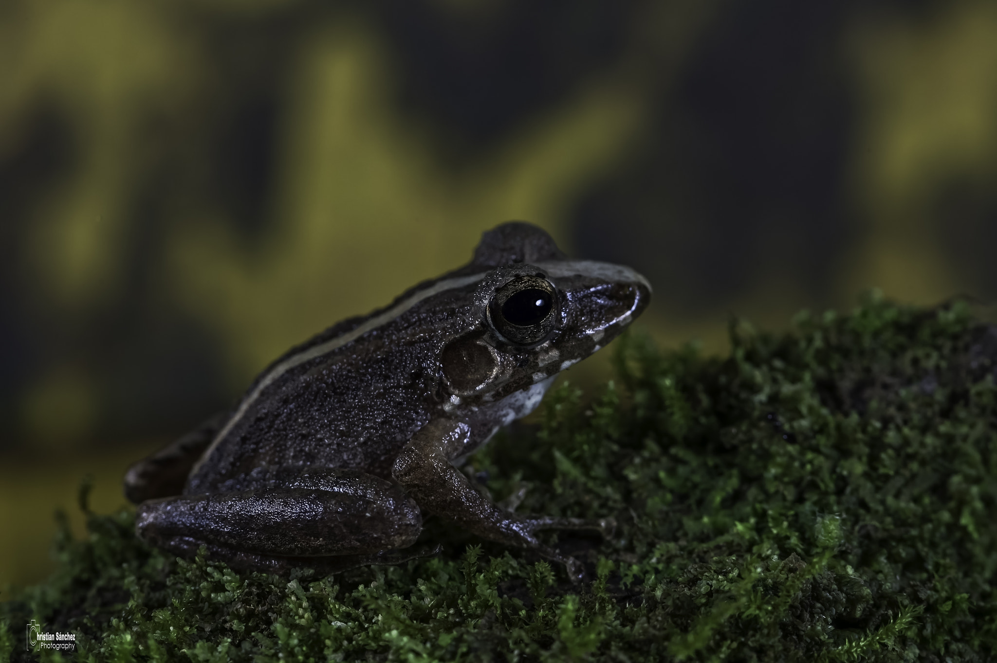 Nikon D4 sample photo. Fleischmanns rain frog photography