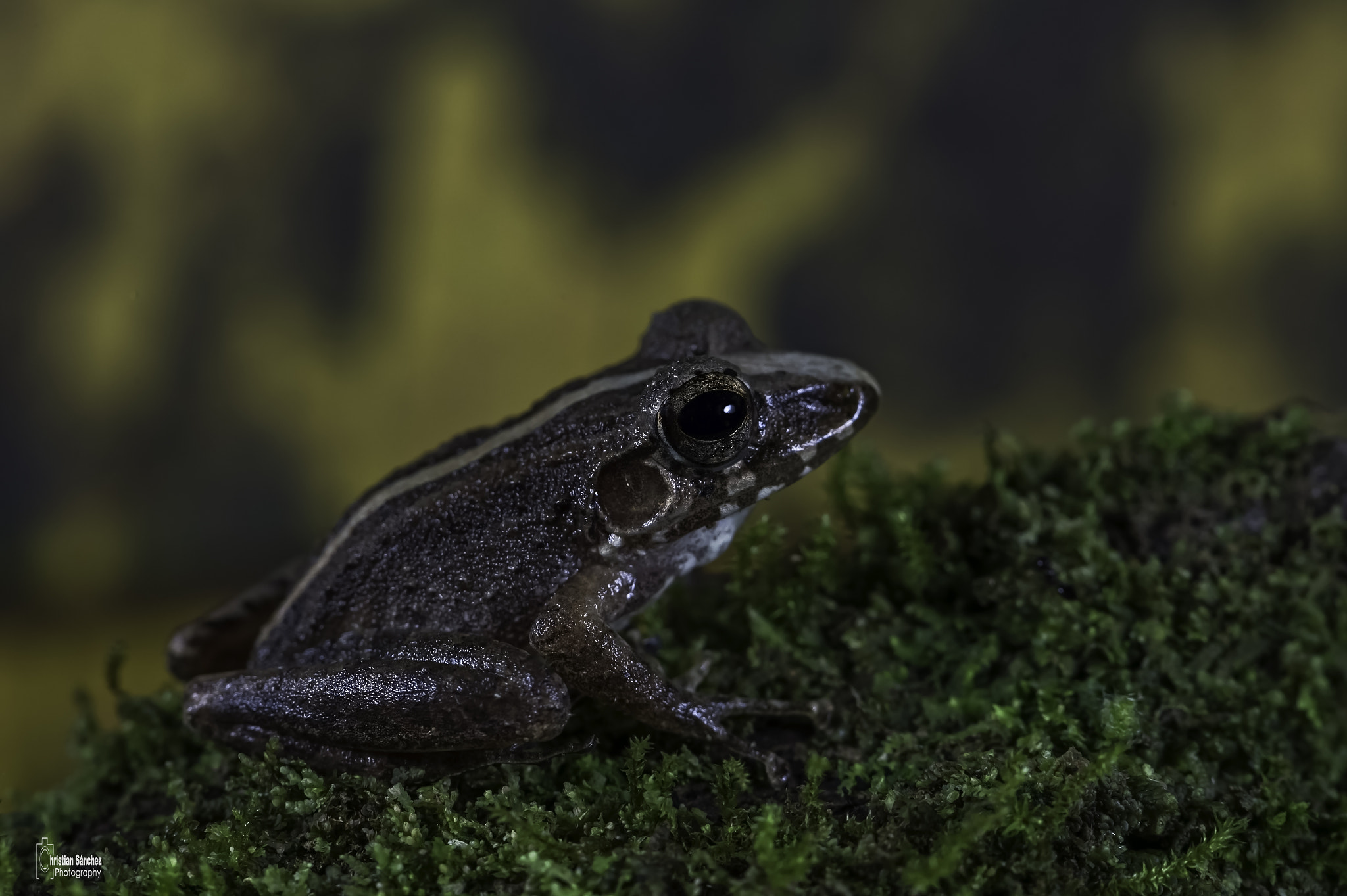 Nikon AF-S Micro-Nikkor 105mm F2.8G IF-ED VR sample photo. Fleischmanns rain frog photography