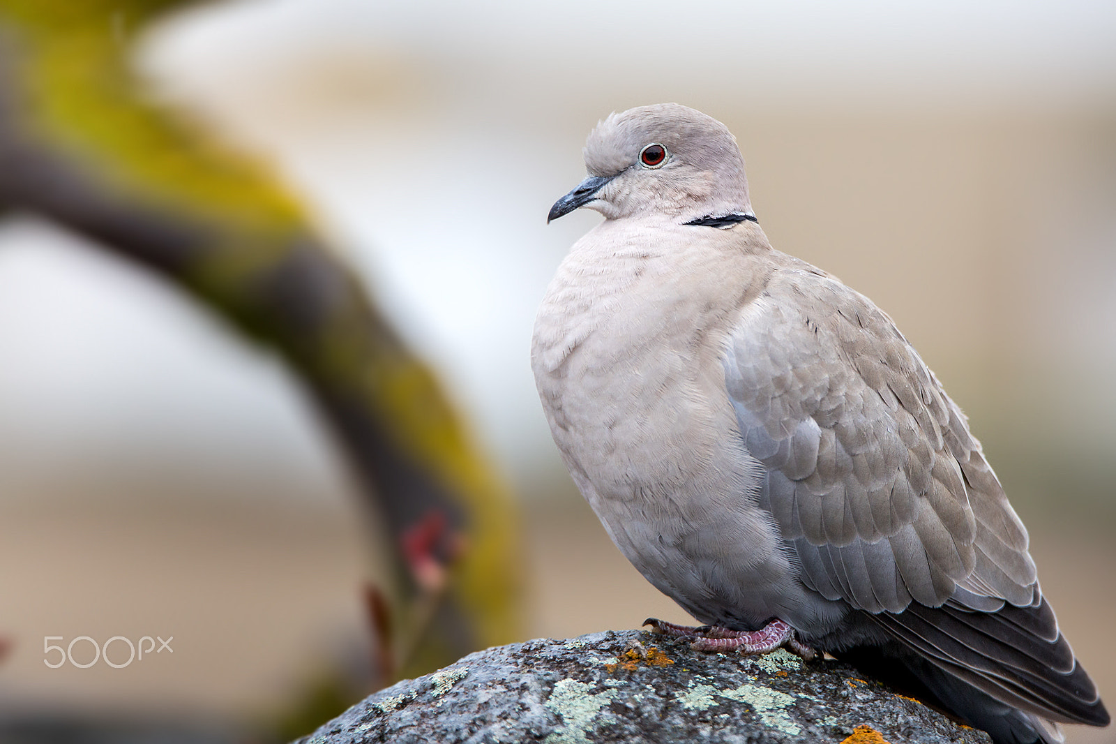 Tamron SP 150-600mm F5-6.3 Di VC USD sample photo. Taube photography