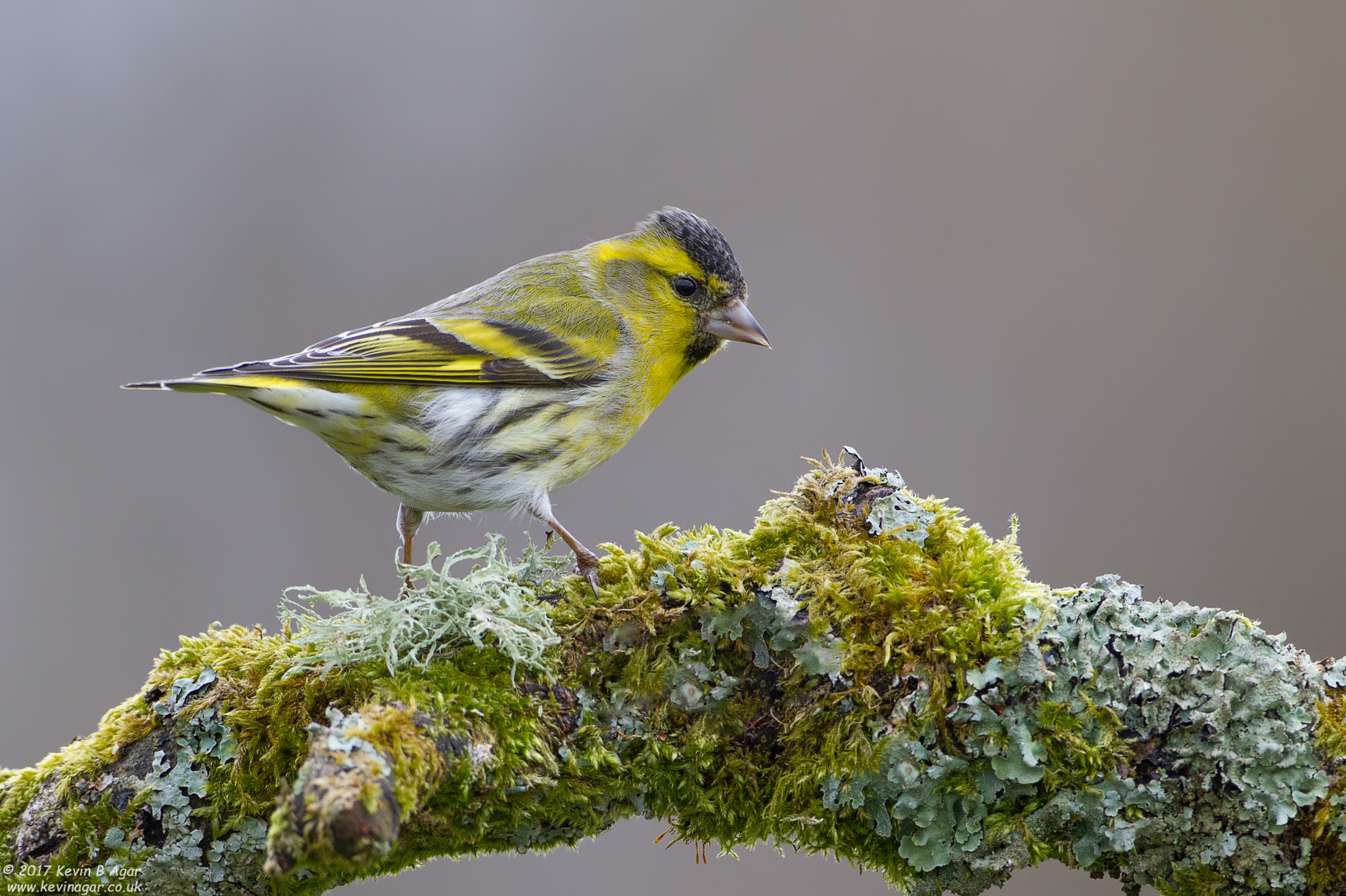 Canon EF 500mm F4L IS USM sample photo. Siskin, spinus spinus photography