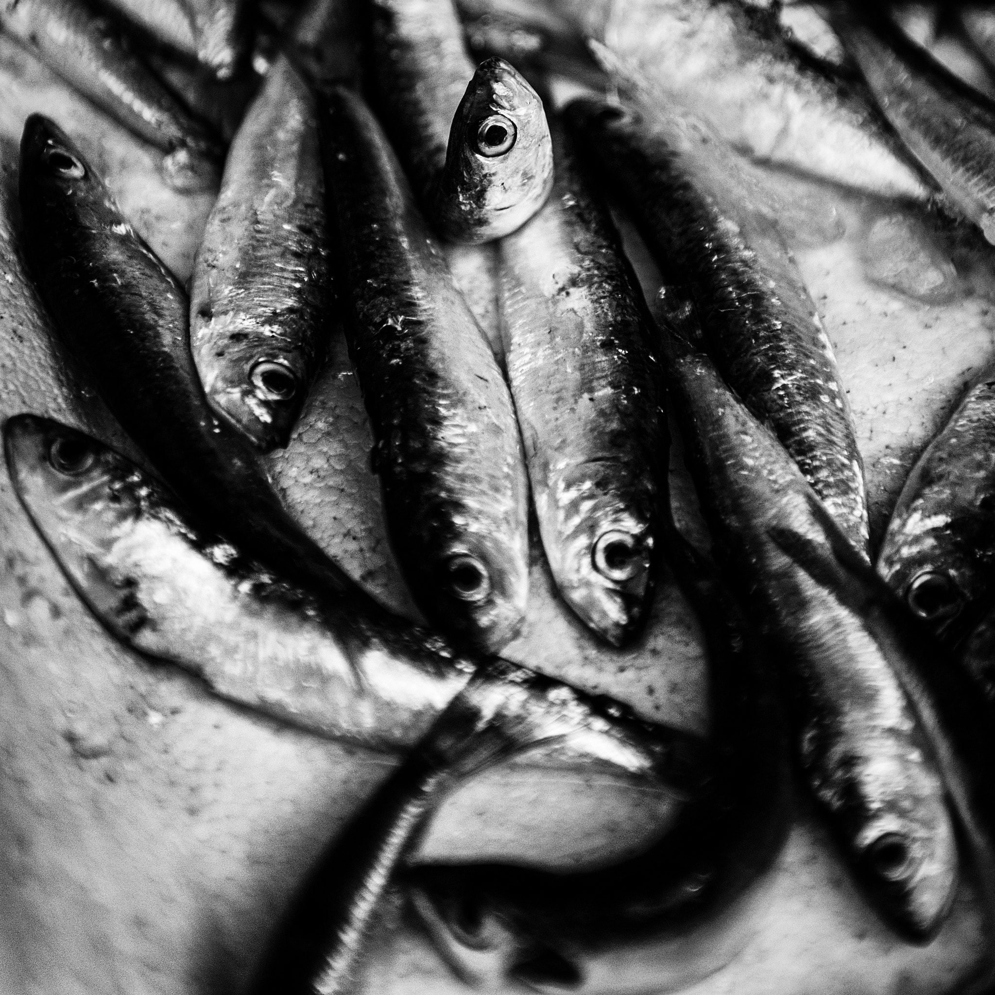 Nikon D4S sample photo. Survivor photography