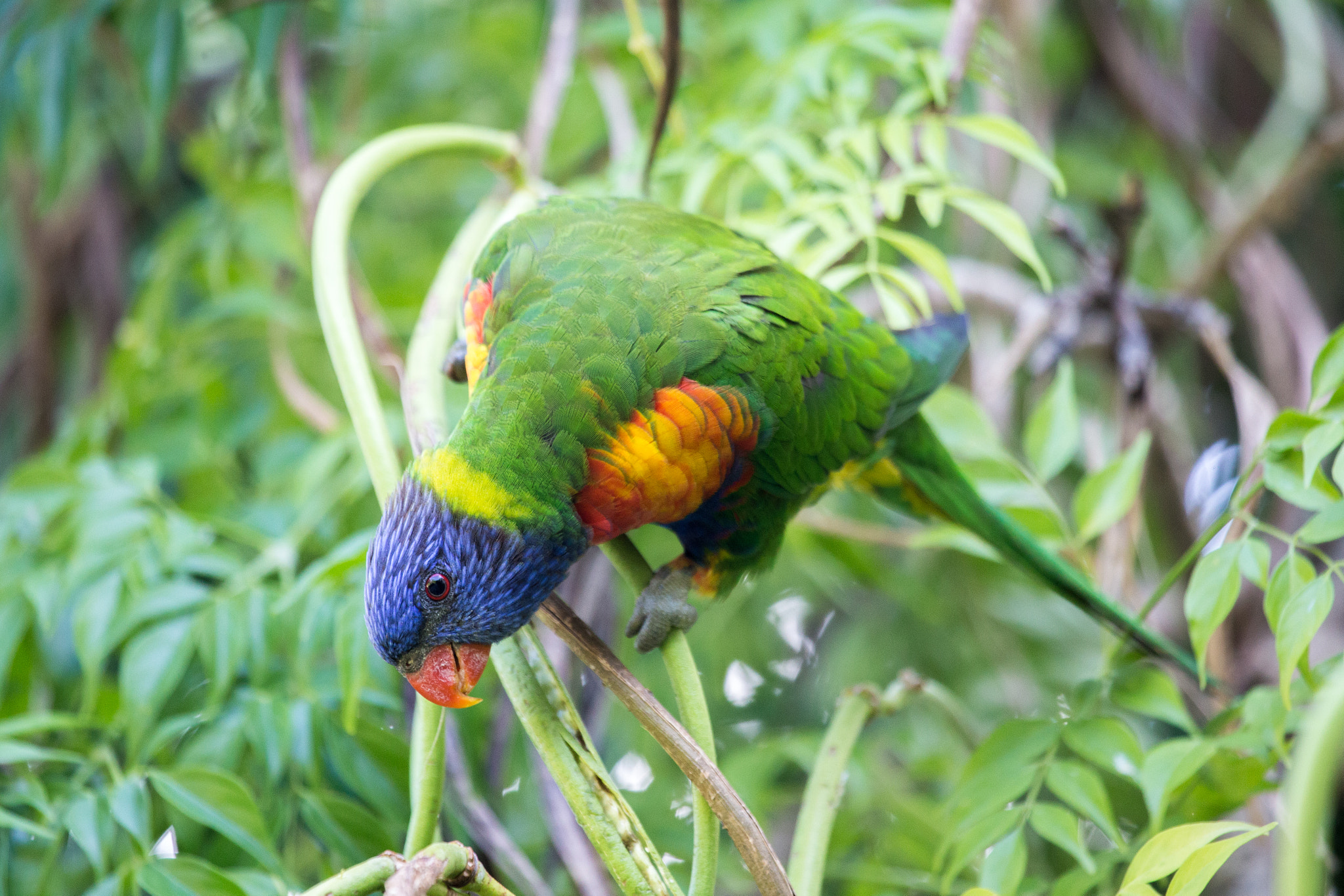 Canon EF 100-400mm F4.5-5.6L IS USM sample photo. Rainbow lorikeet photography