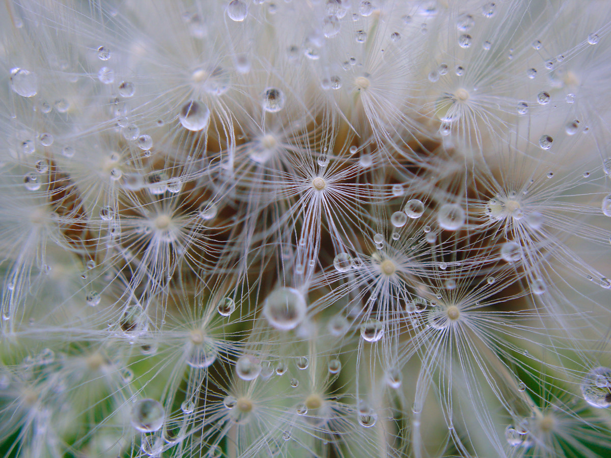 Sony DSC-W5 sample photo. Blowball after rain photography