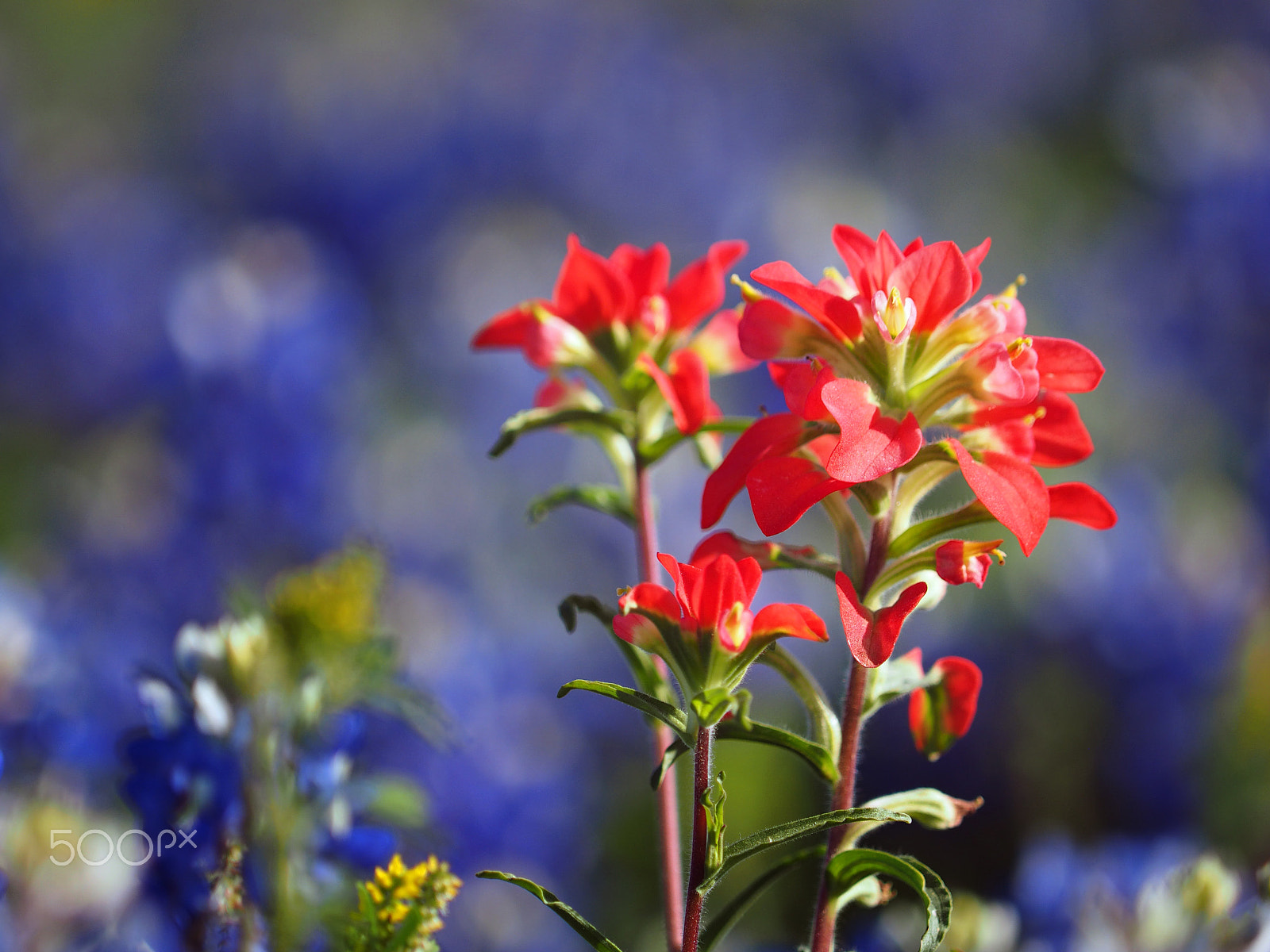 Olympus OM-D E-M1 sample photo. Indian paintbrush photography