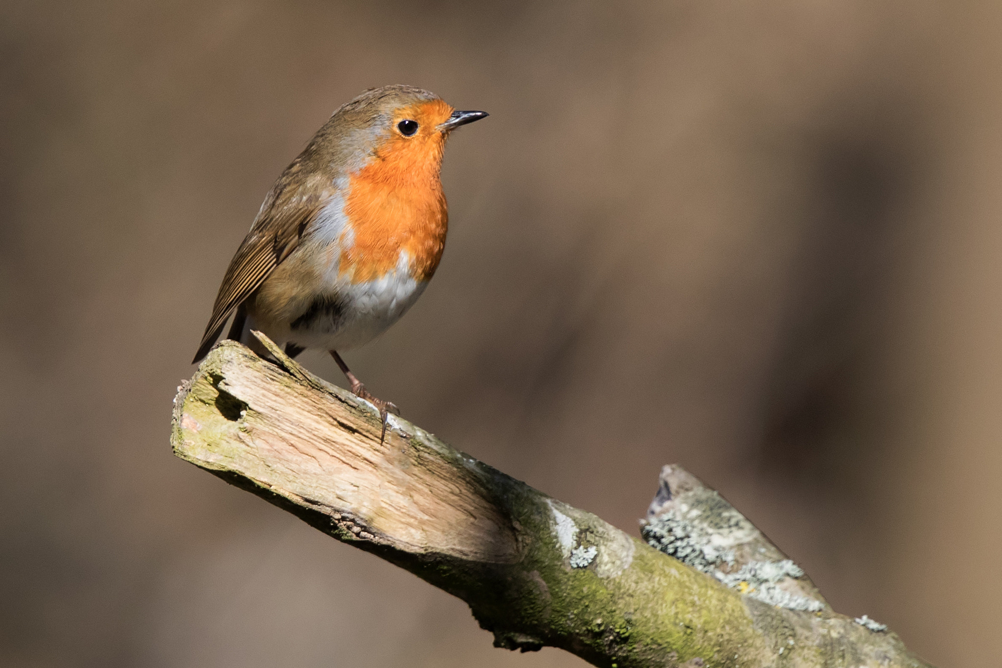 Canon EF 500mm F4L IS II USM sample photo. Robin photography