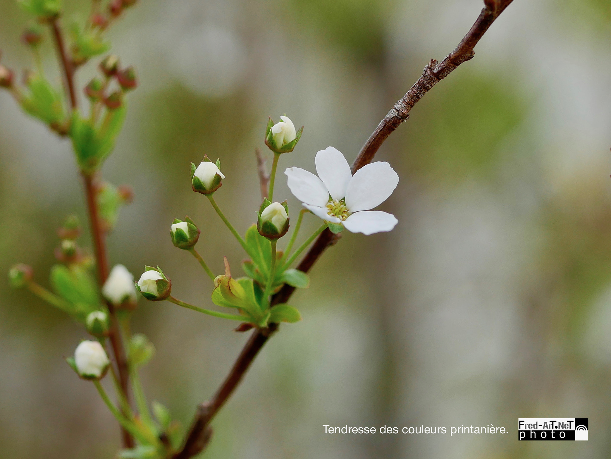 Panasonic Lumix G Macro 30mm F2.8 ASPH Mega OIS sample photo. Tendresse ... photography