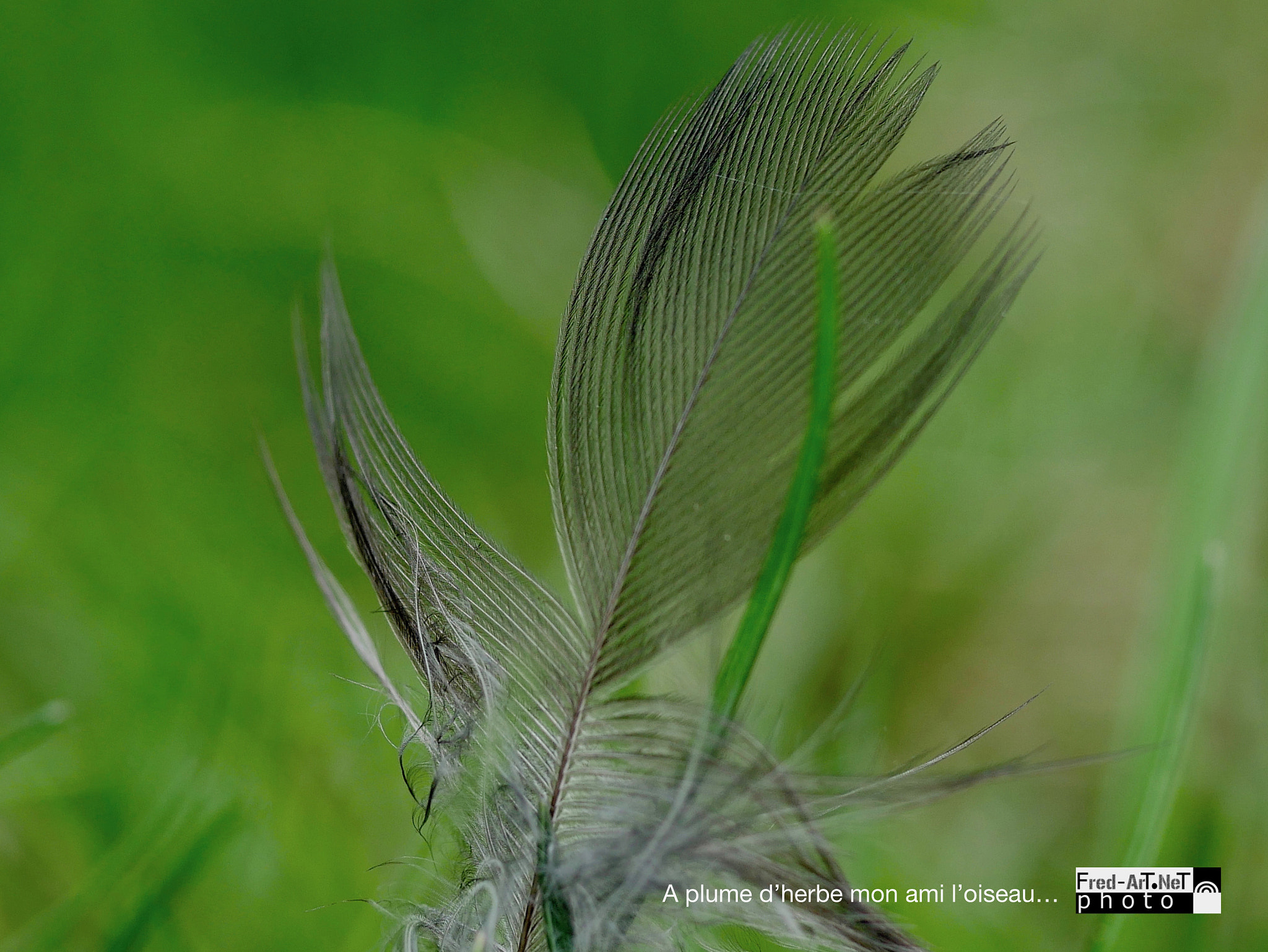 Panasonic DMC-G70 sample photo. A plume d'herbe.... photography