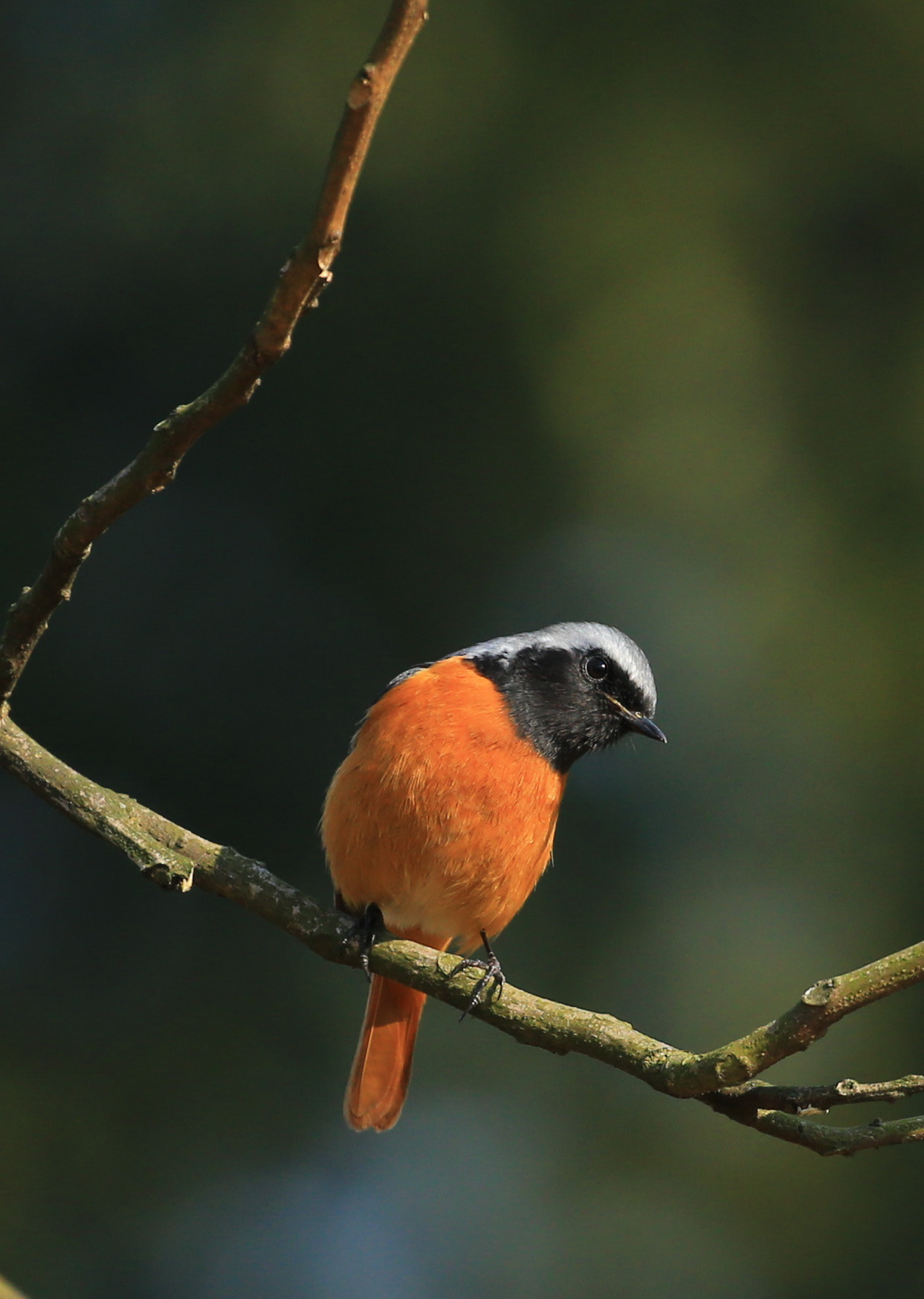 Canon EOS-1D X sample photo. Lovey little one photography