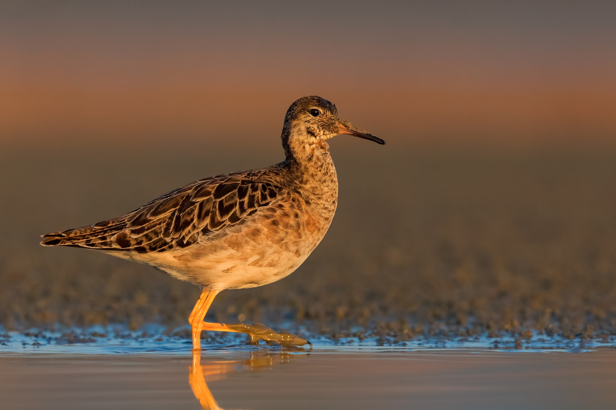 Canon EF 600mm F4L IS II USM sample photo. Ruff dawn photography