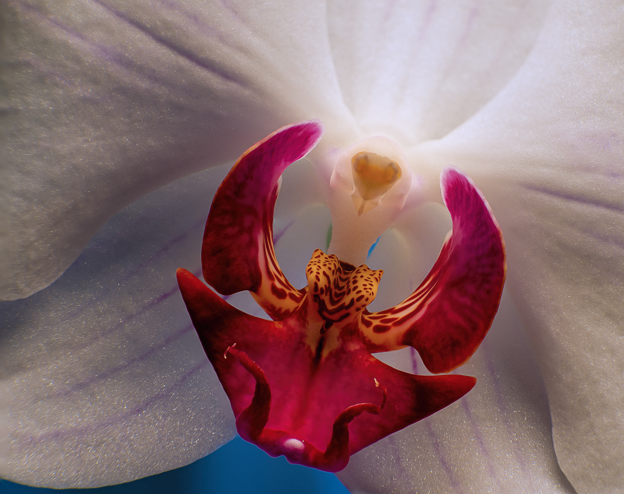 Olympus OM-D E-M10 II sample photo. Orchidee photography