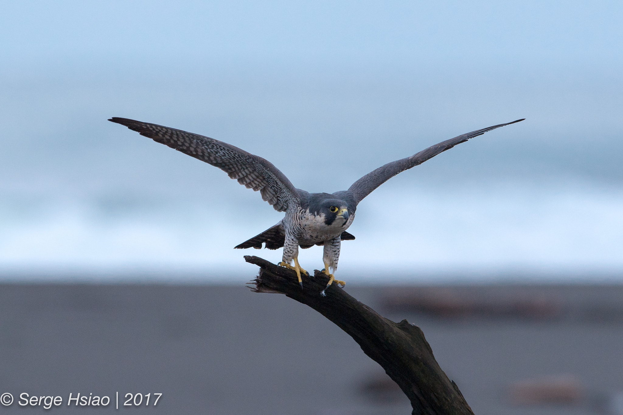 Nikon D5 sample photo. 遊隼 / peregrine falcon photography