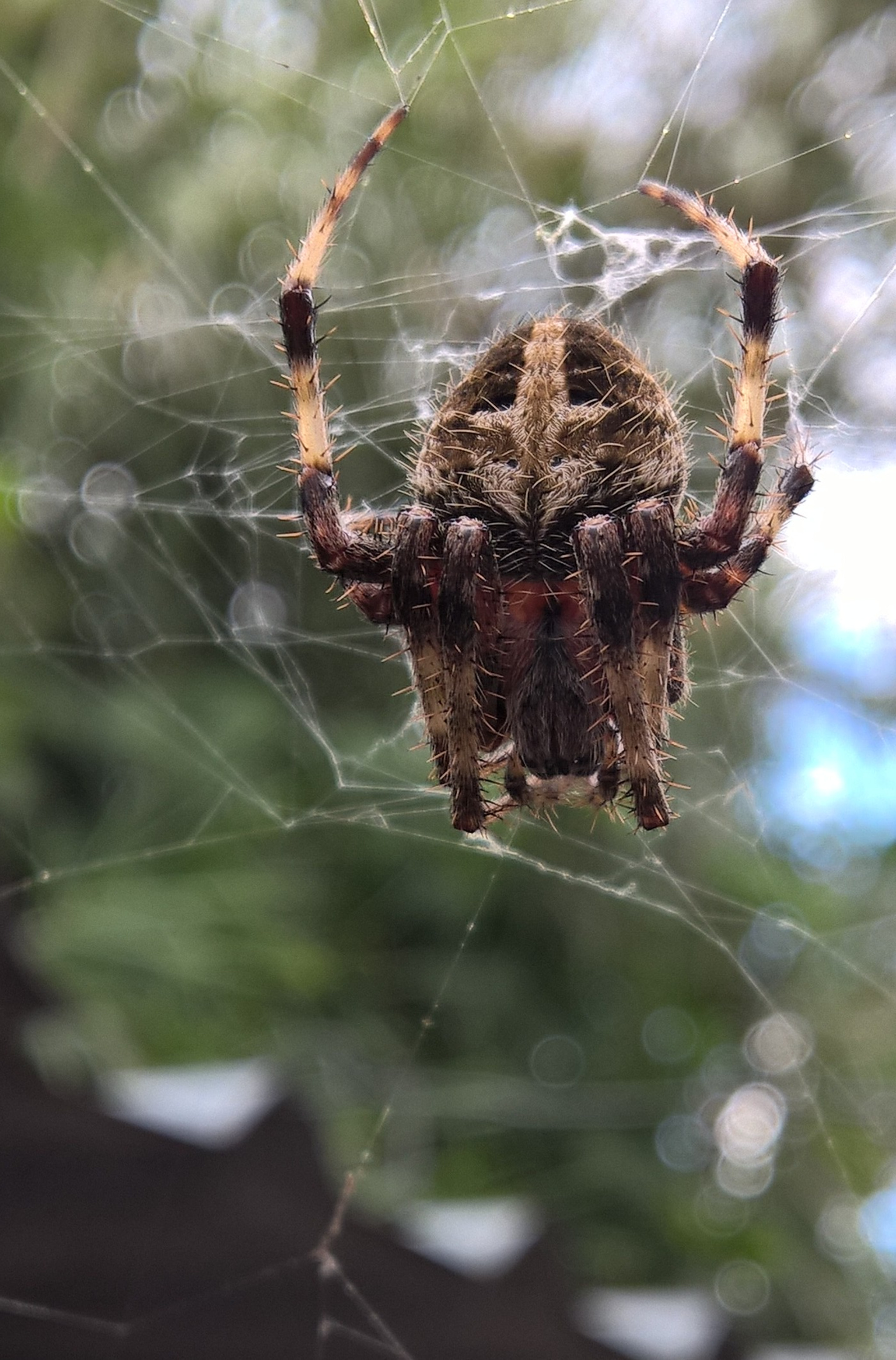 Microsoft Lumia 640 XL sample photo. Too close photography