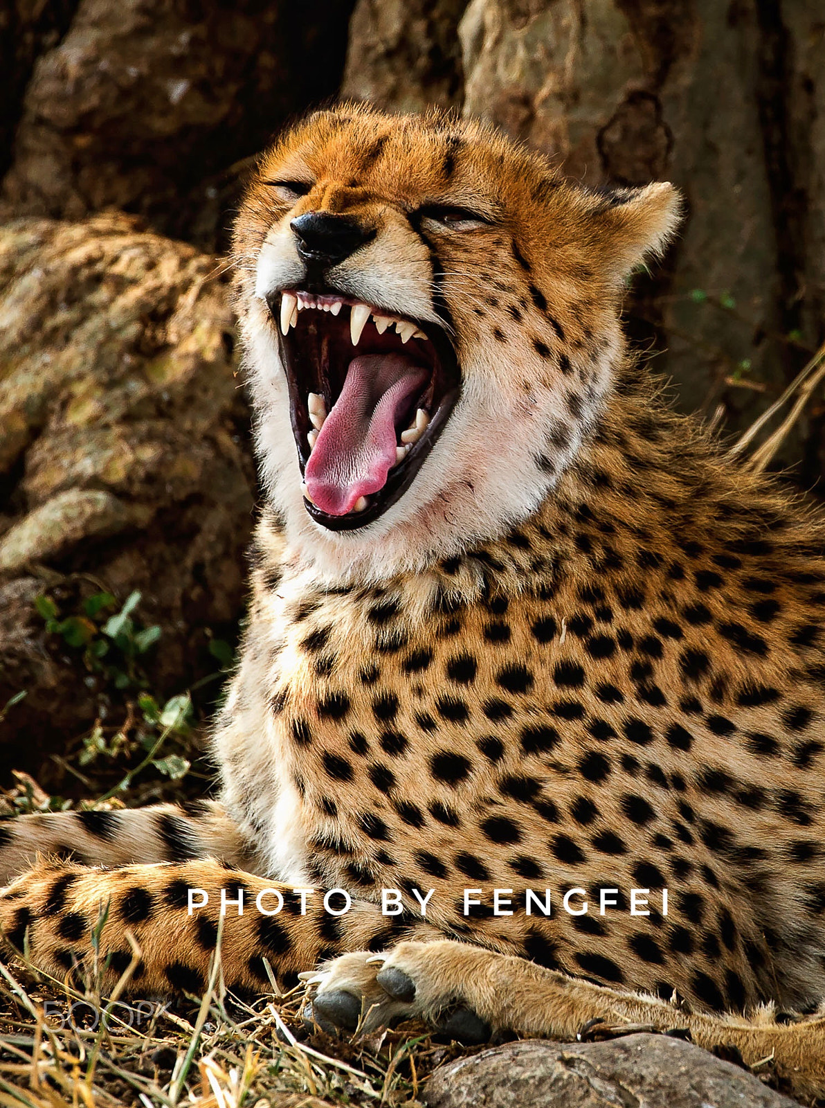 Canon EOS-1D X sample photo. Fashion of the cheetah photography