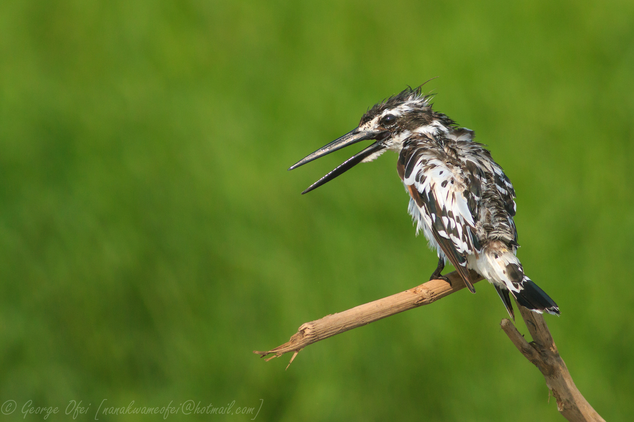 Canon EOS 70D + Canon EF 400mm F5.6L USM sample photo. Pied kingfisher photography