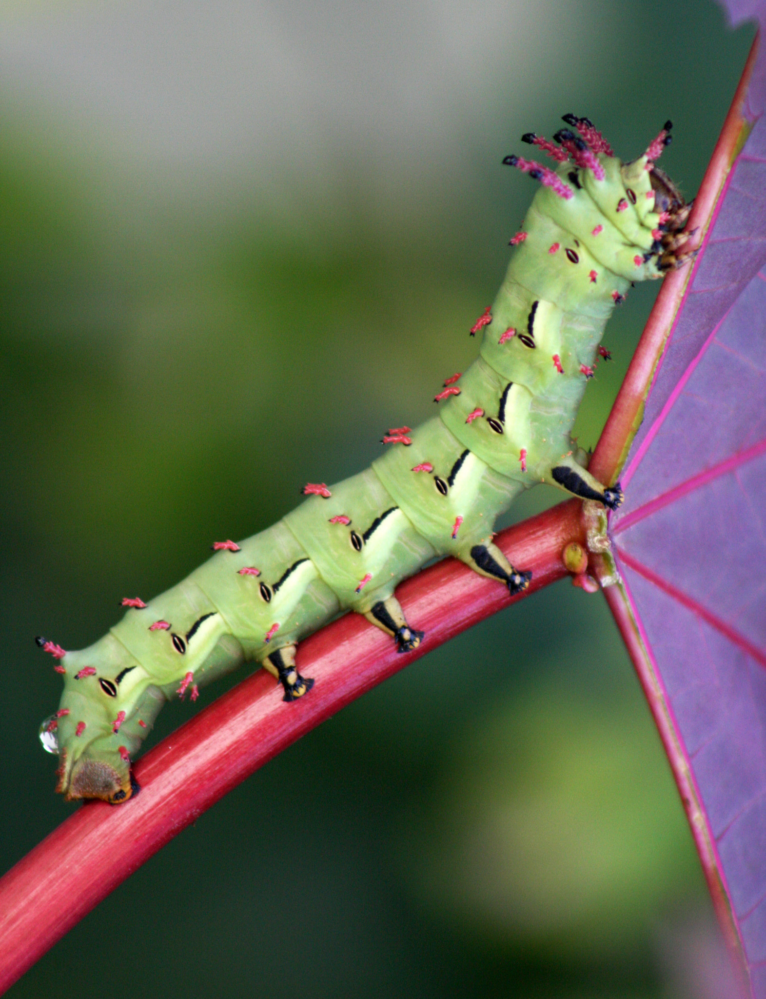 Canon EOS 40D + EF75-300mm f/4-5.6 sample photo. Green caterpillar photography