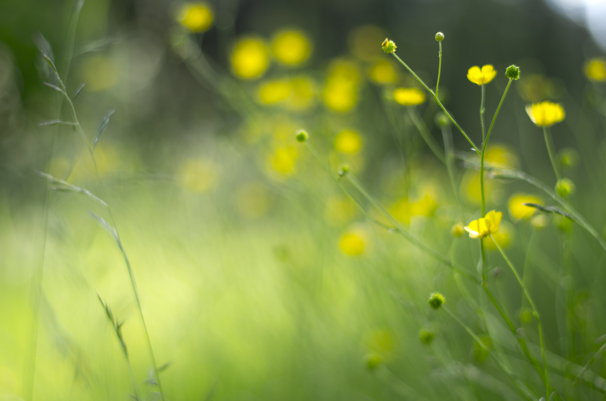 Pentax smc FA 50mm F1.4 sample photo. Flowers photography