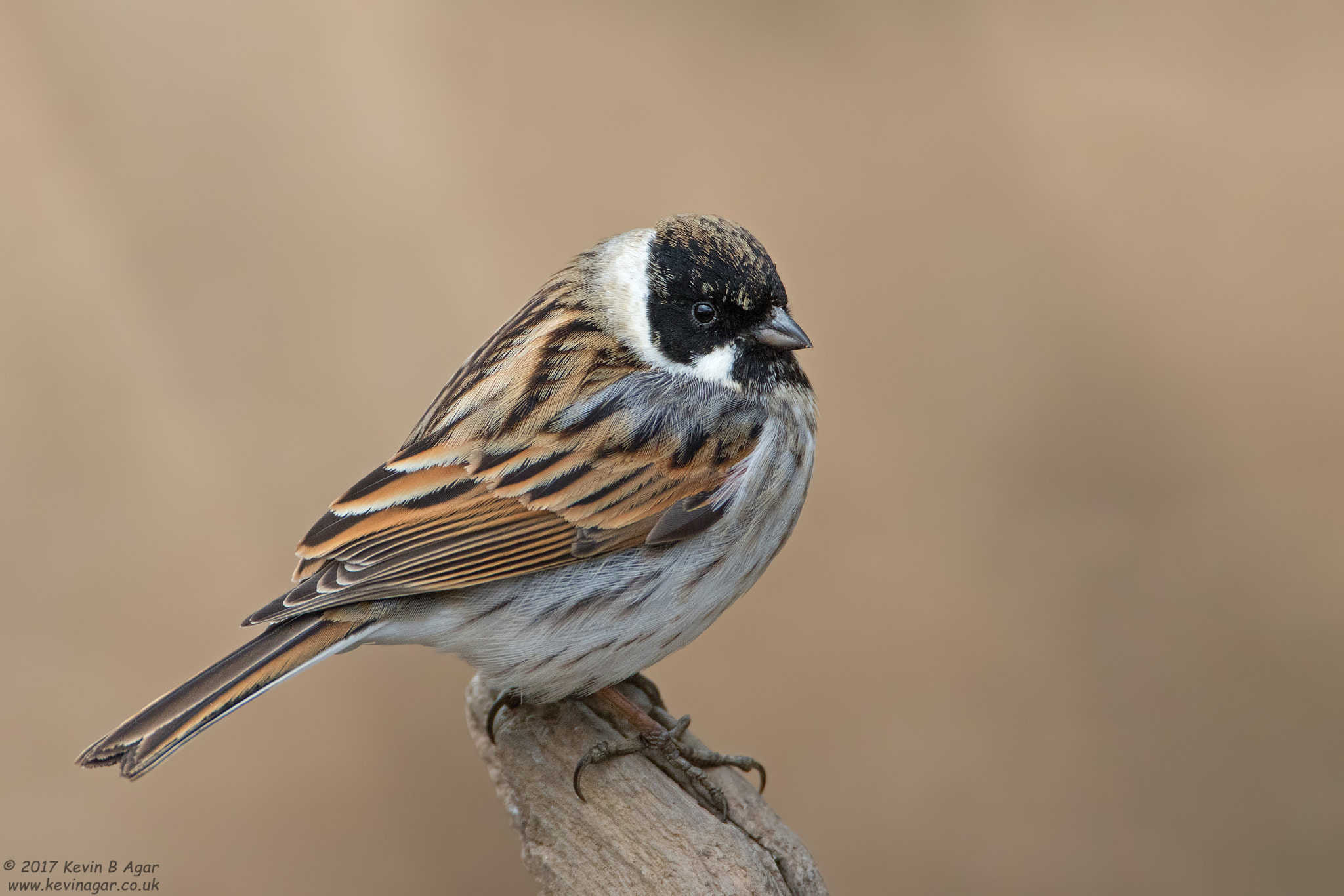 Canon EOS 7D Mark II + Canon EF 500mm F4L IS USM sample photo. Reed bunting, emberiza schoeniclus photography