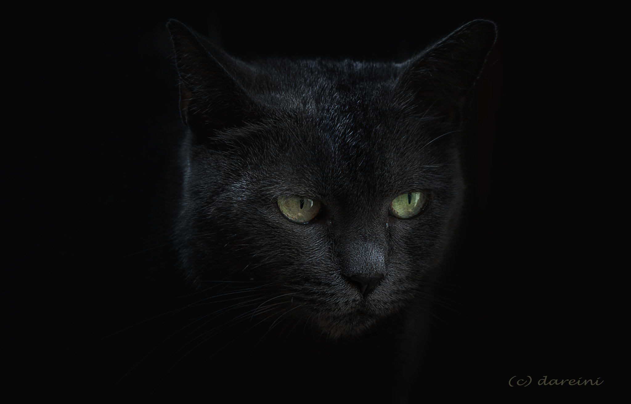 Nikon AF-S Nikkor 24-120mm F4G ED VR sample photo. Schwarze katze photography