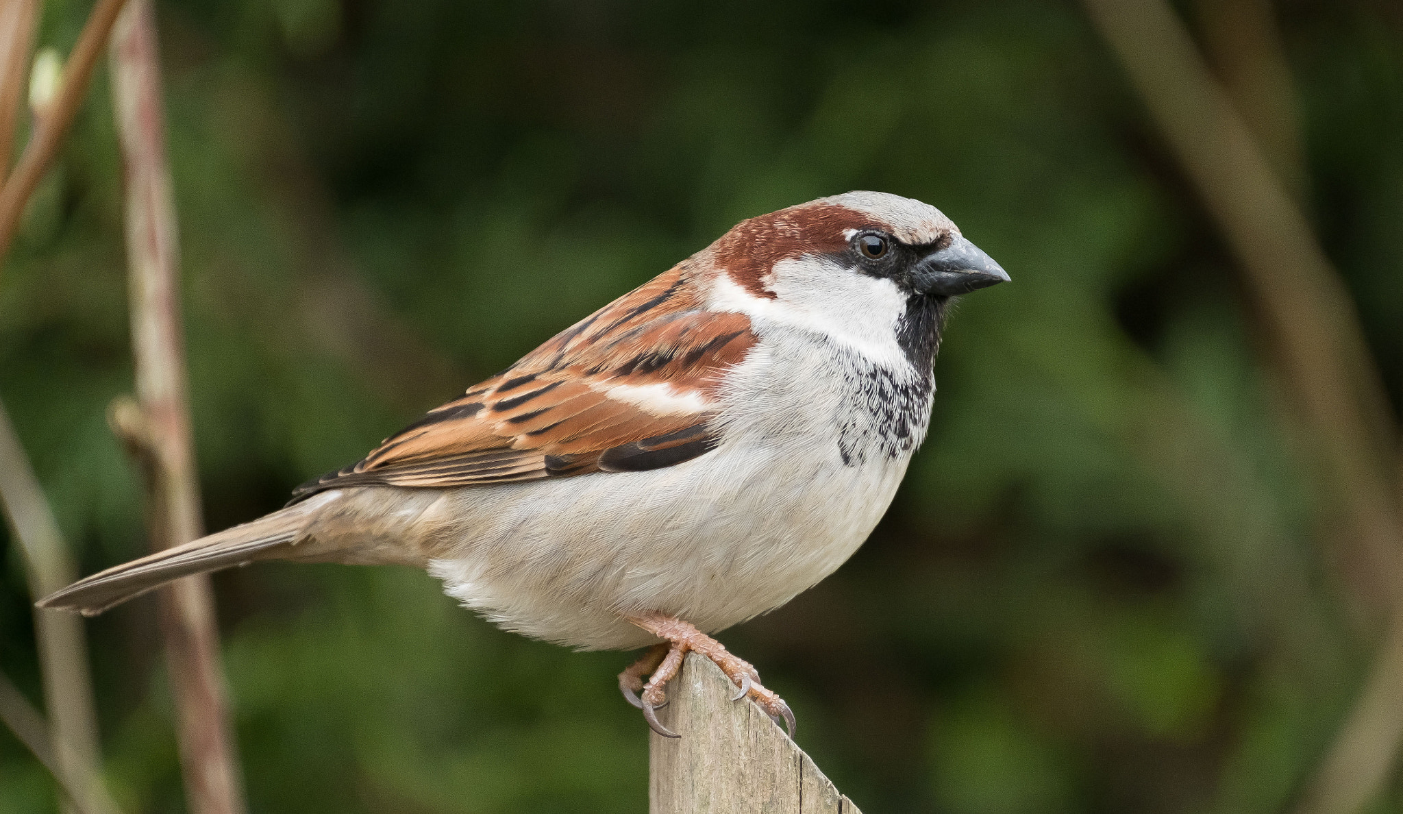 Fujifilm X-T2 sample photo. Male house sparrow photography