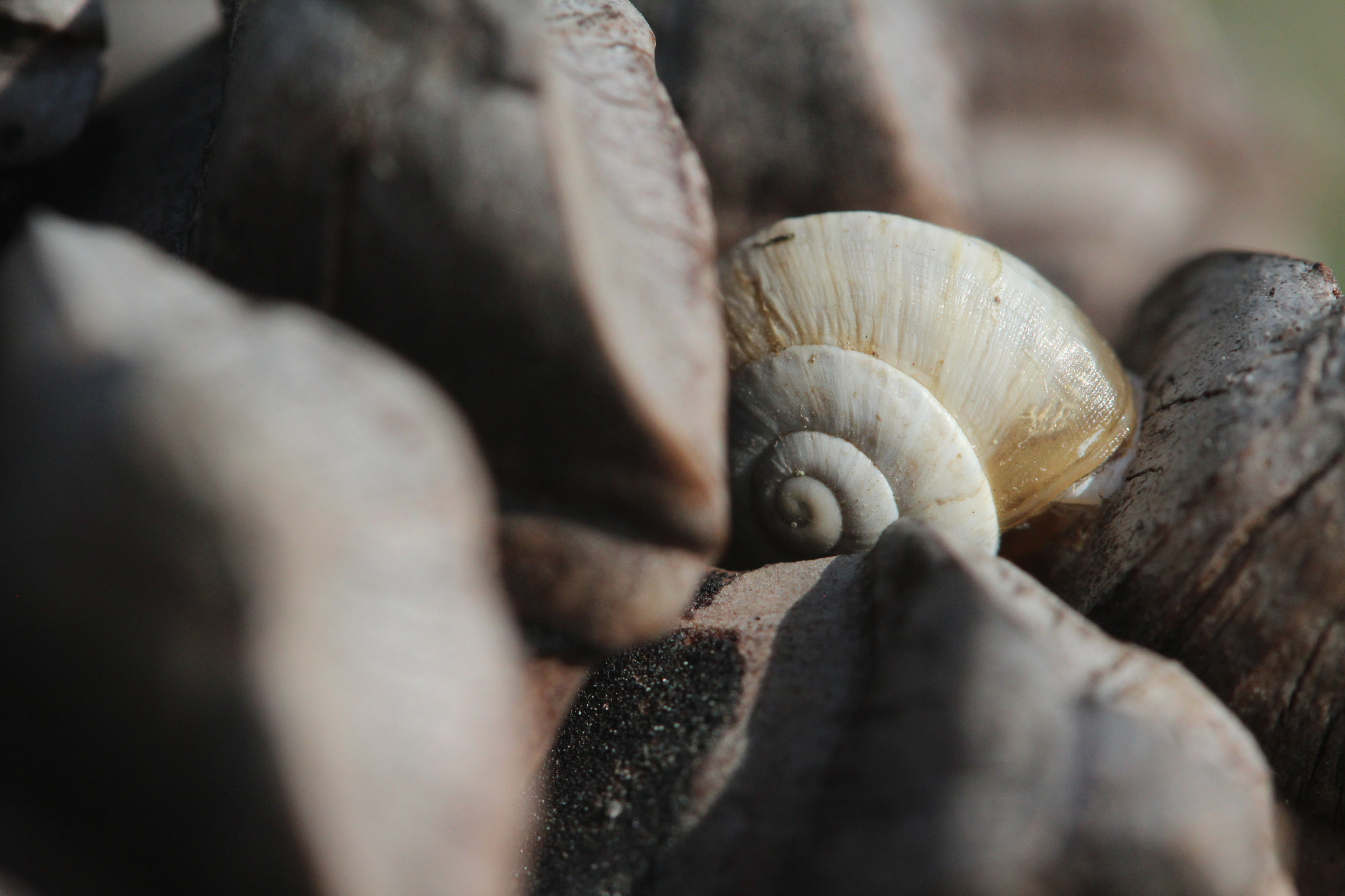 Canon EF-S 60mm F2.8 Macro USM sample photo. Img photography