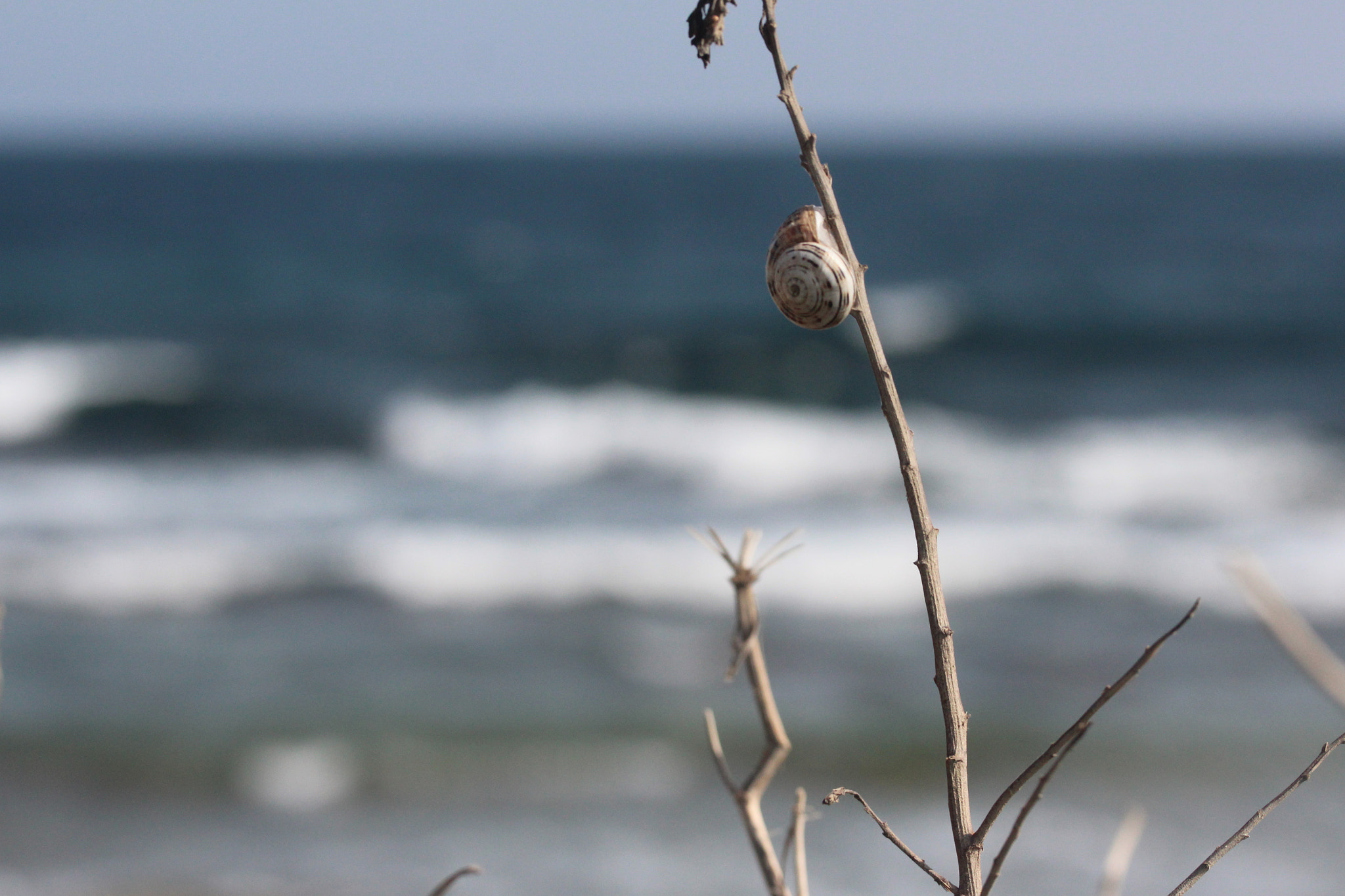 Canon EF-S 60mm F2.8 Macro USM sample photo. Img photography