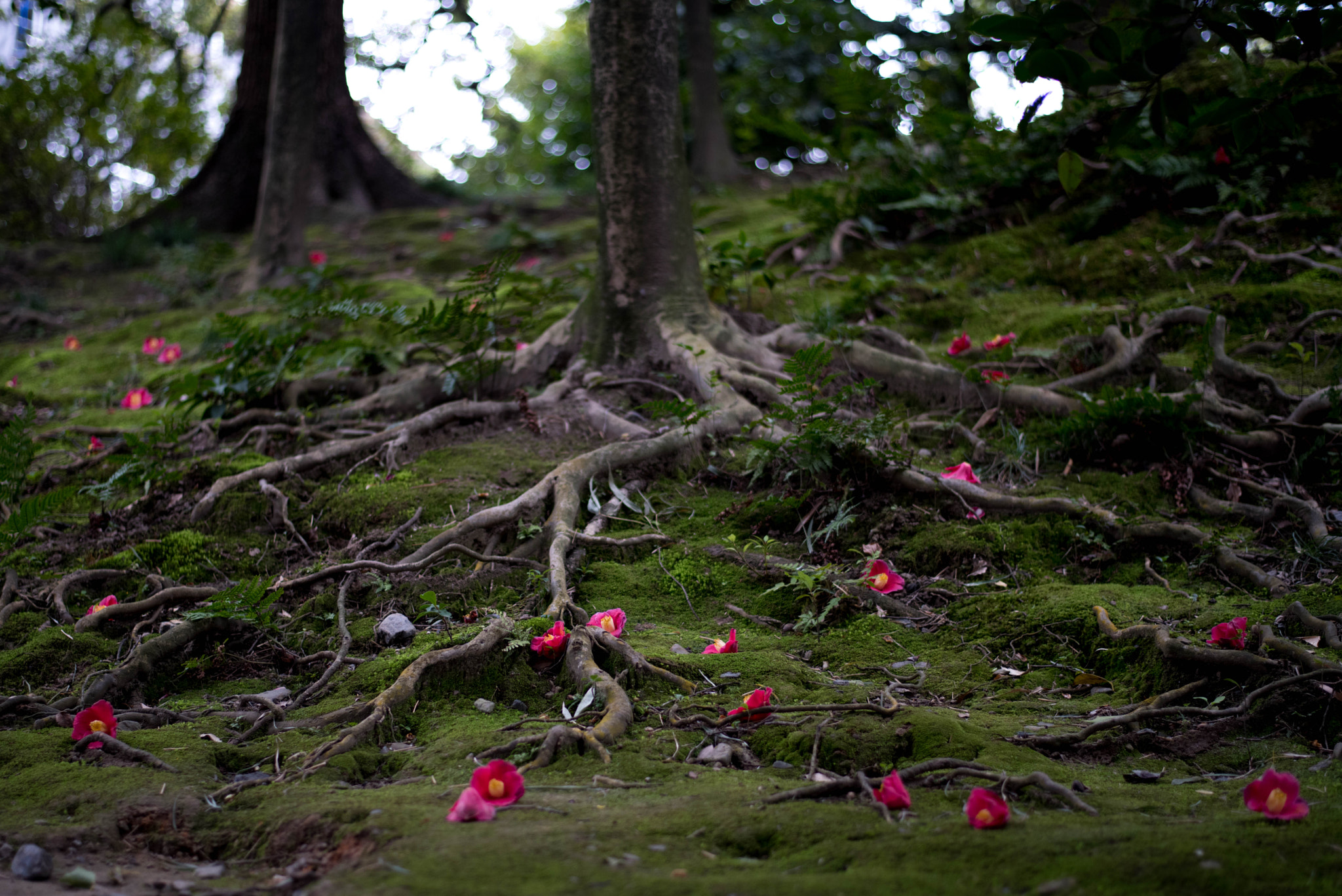 Nikon D810 sample photo. Red flowers are scattered photography