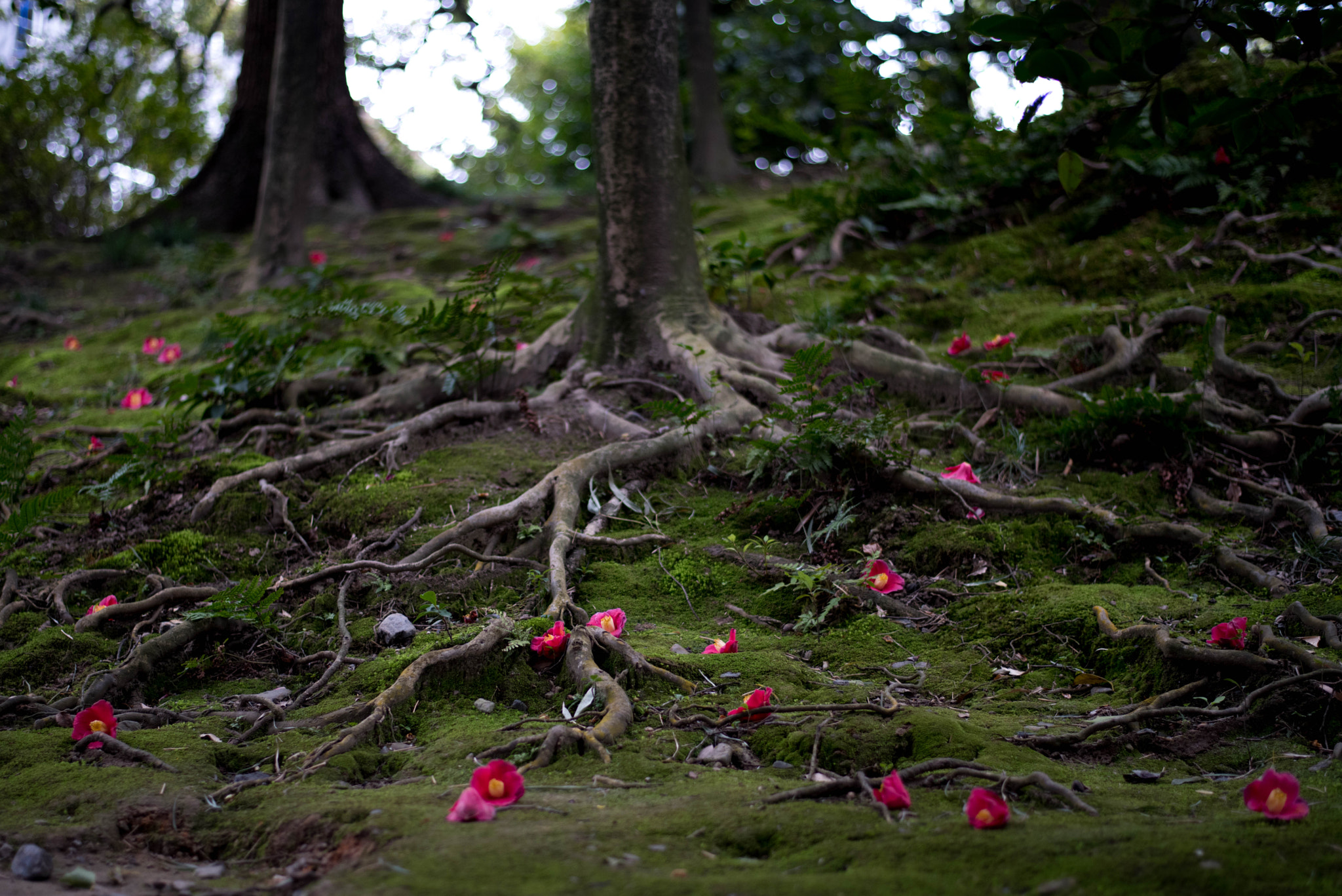 Nikon D810 + Nikon AF-S Nikkor 50mm F1.8G sample photo. Red flowers are scattered photography