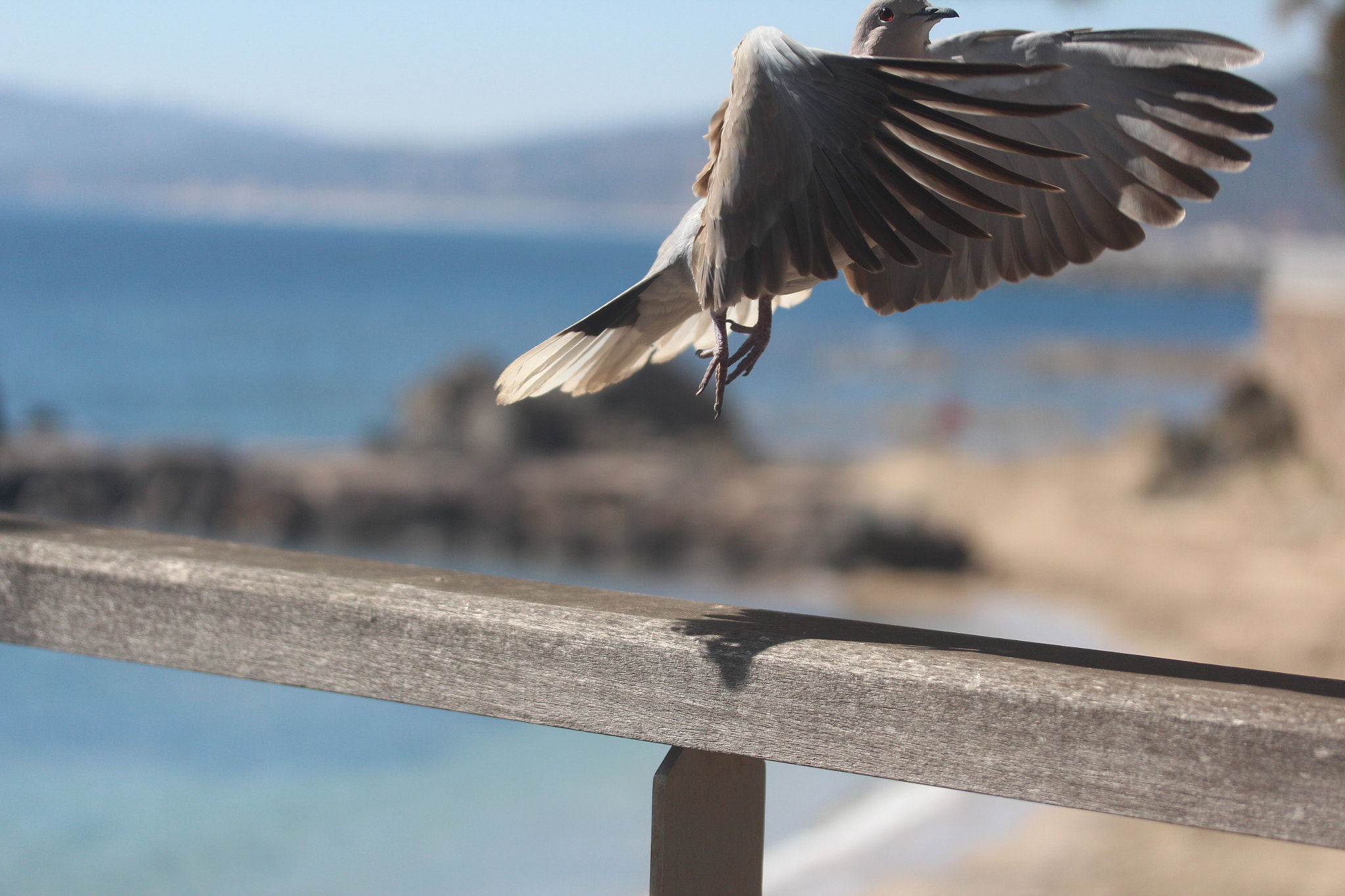 Canon EF-S 60mm F2.8 Macro USM sample photo. Img photography