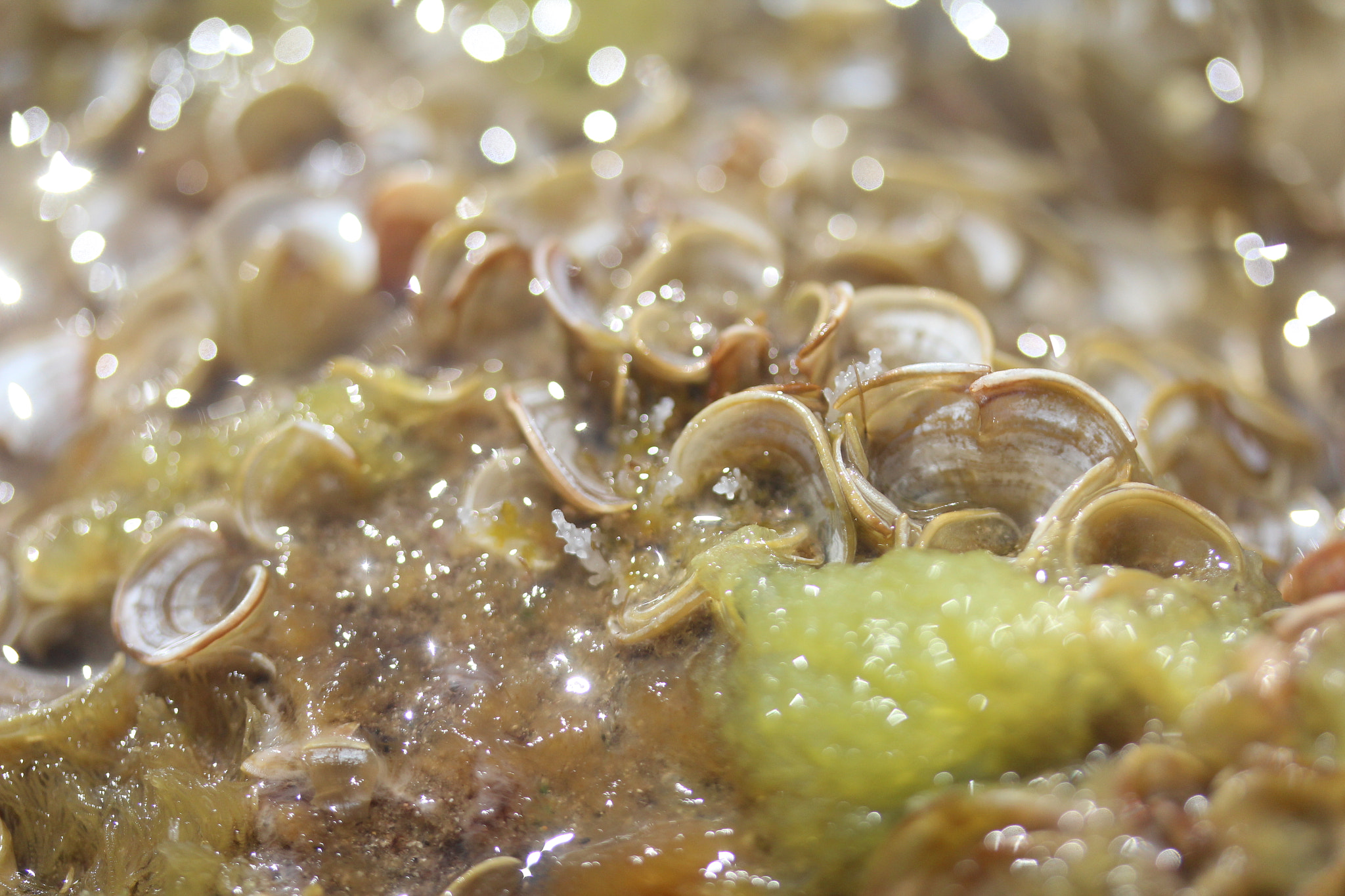 Canon EF-S 60mm F2.8 Macro USM sample photo. Img photography