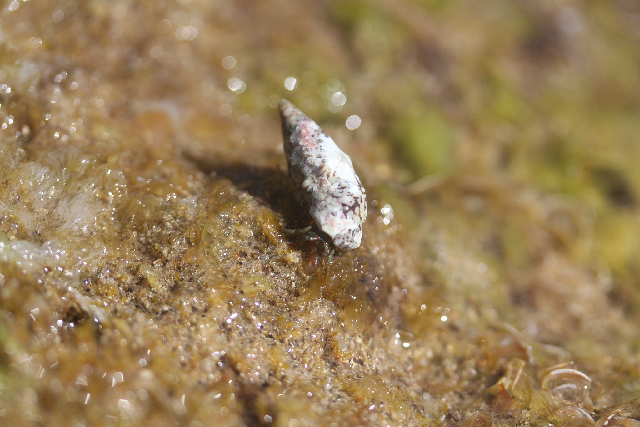 Canon EF-S 60mm F2.8 Macro USM sample photo. Img photography