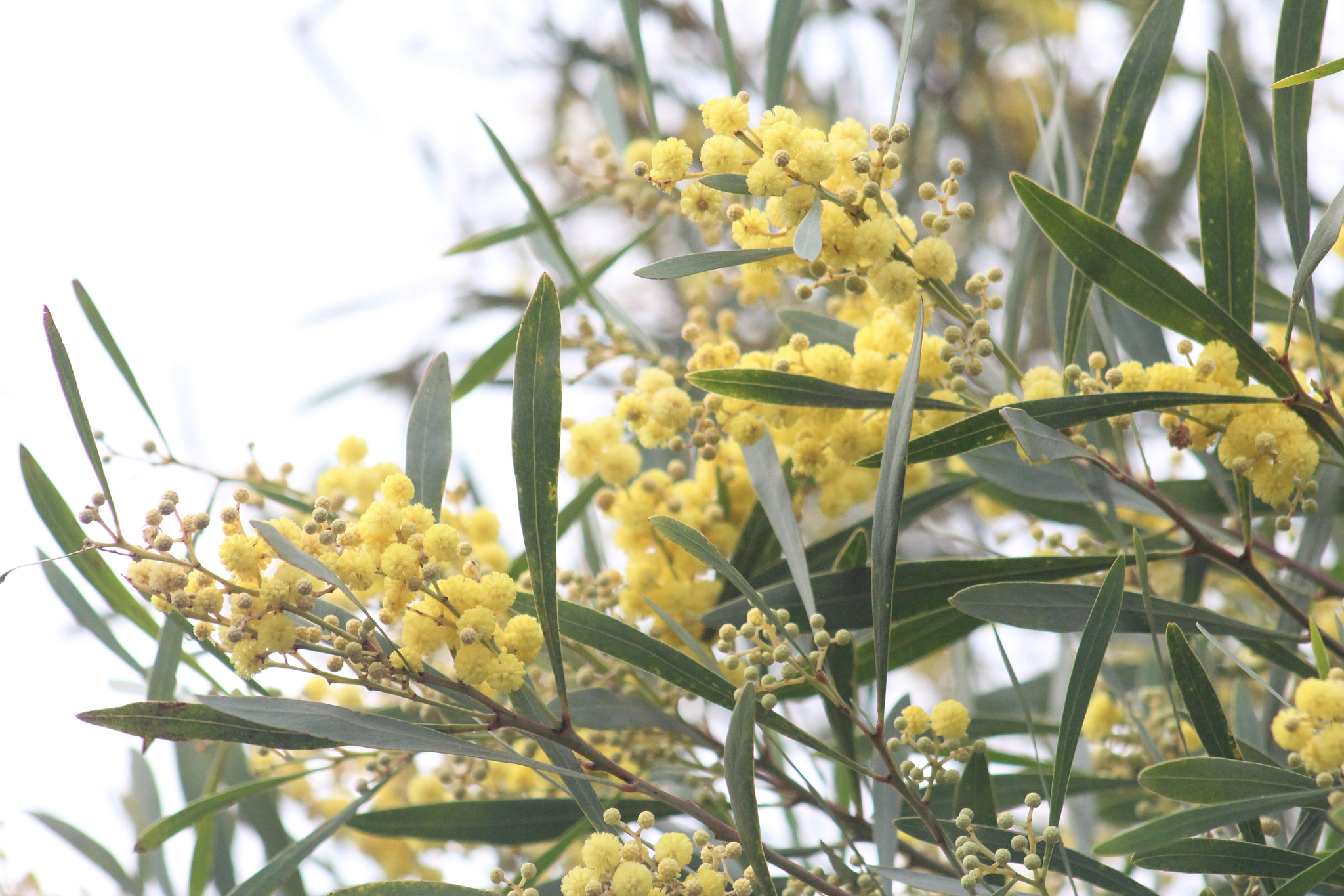 Canon EF 75-300mm f/4-5.6 USM sample photo. Img photography