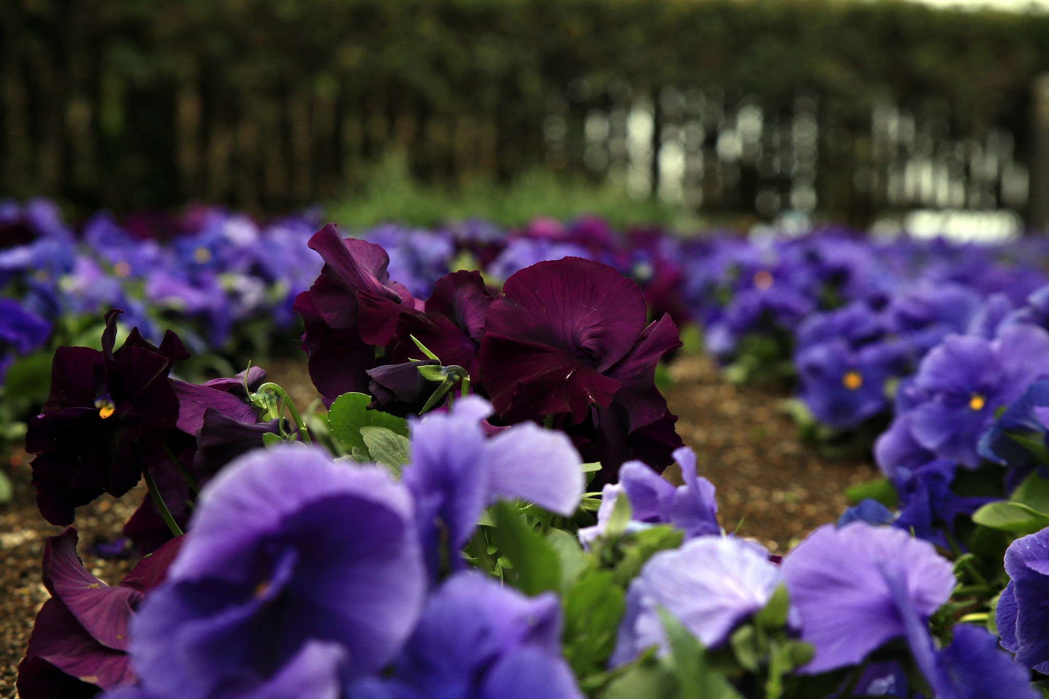 Canon EF 28-105mm f/3.5-4.5 USM sample photo. Flowers in bloom photography