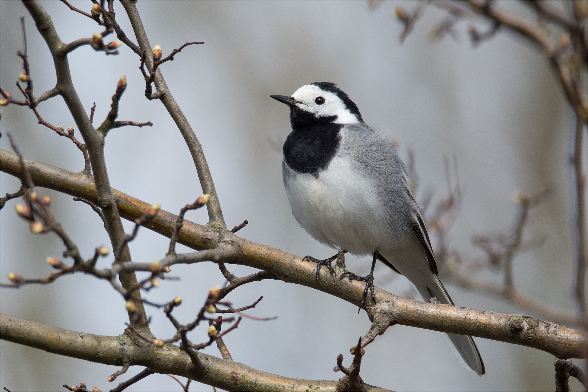 Nikon D7200 + Sigma 50mm F2.8 EX DG Macro sample photo. White wagtail / bachstelze photography