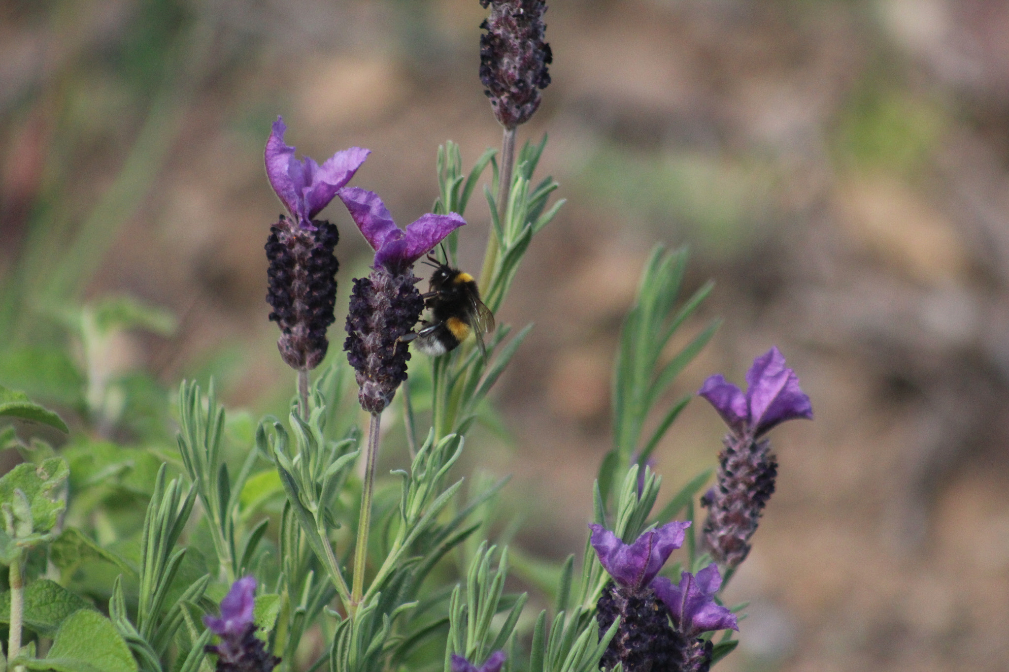 Canon EF 75-300mm f/4-5.6 USM sample photo. Img photography