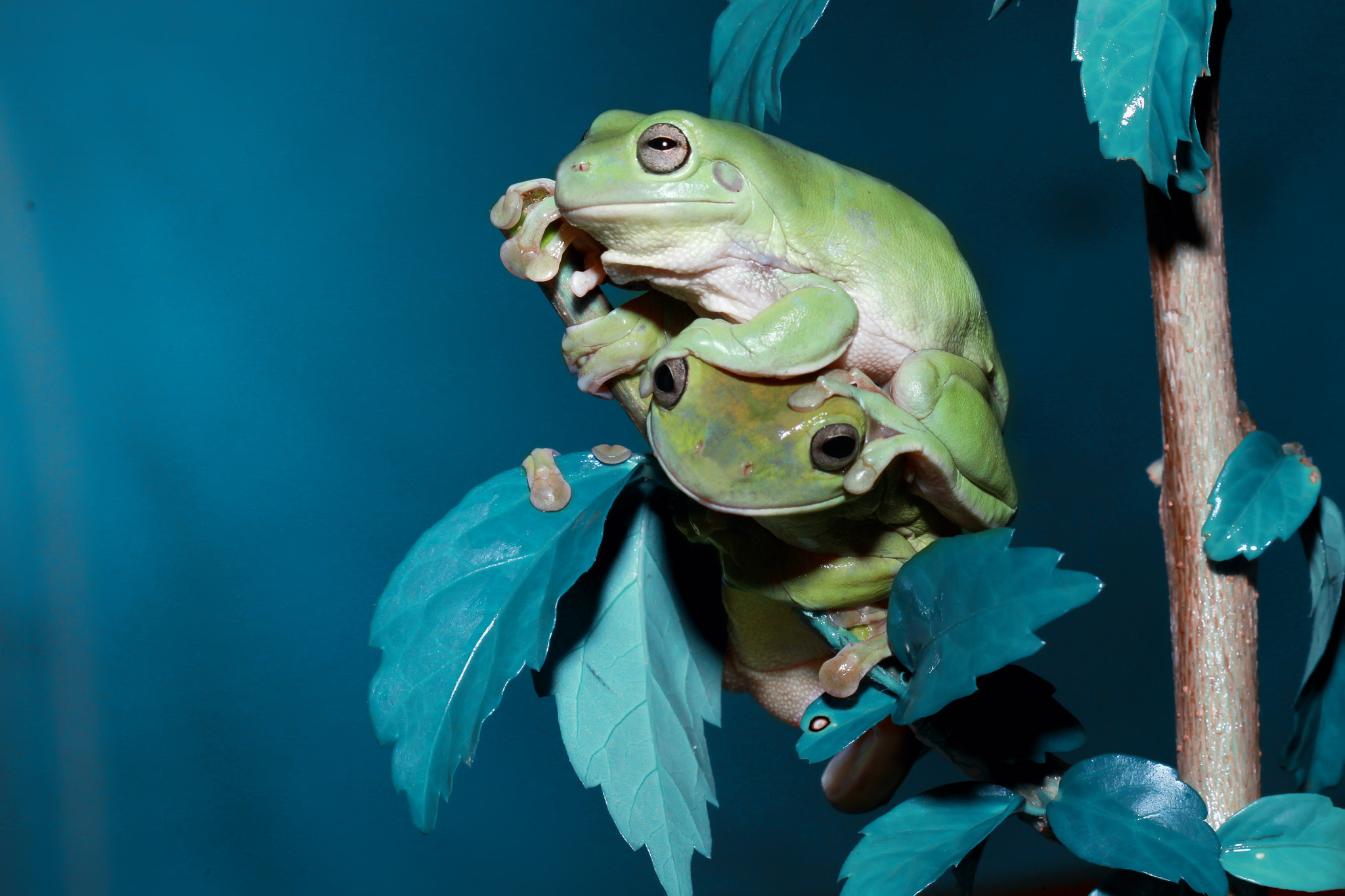 Canon EOS 7D + Canon EF 100mm F2.8 Macro USM sample photo. Frog funny photography