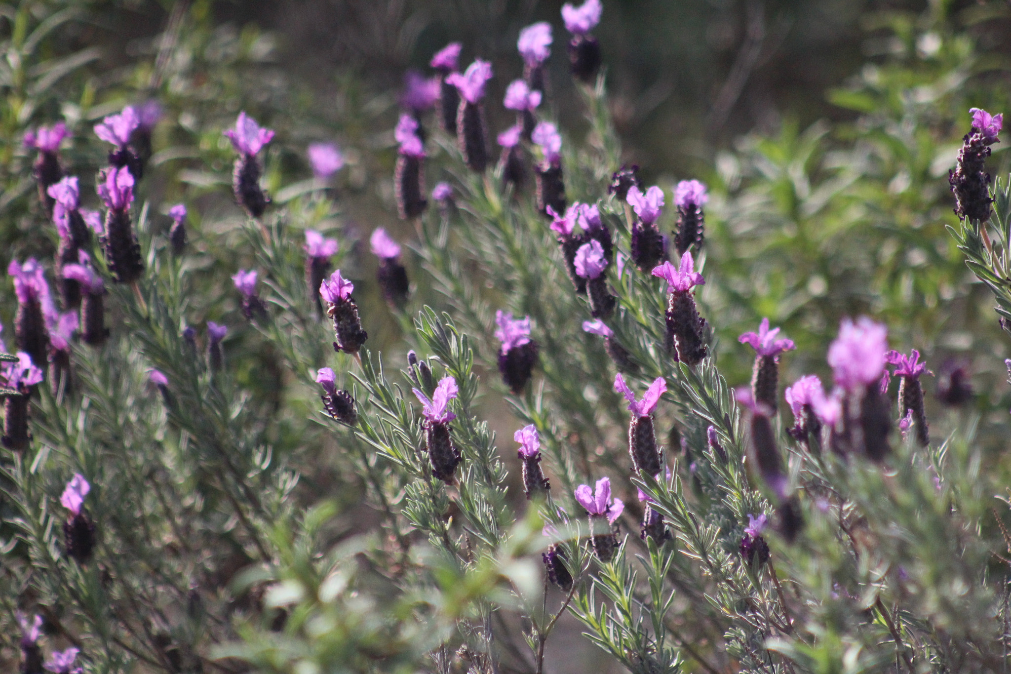 Canon EF 75-300mm f/4-5.6 USM sample photo. Img photography