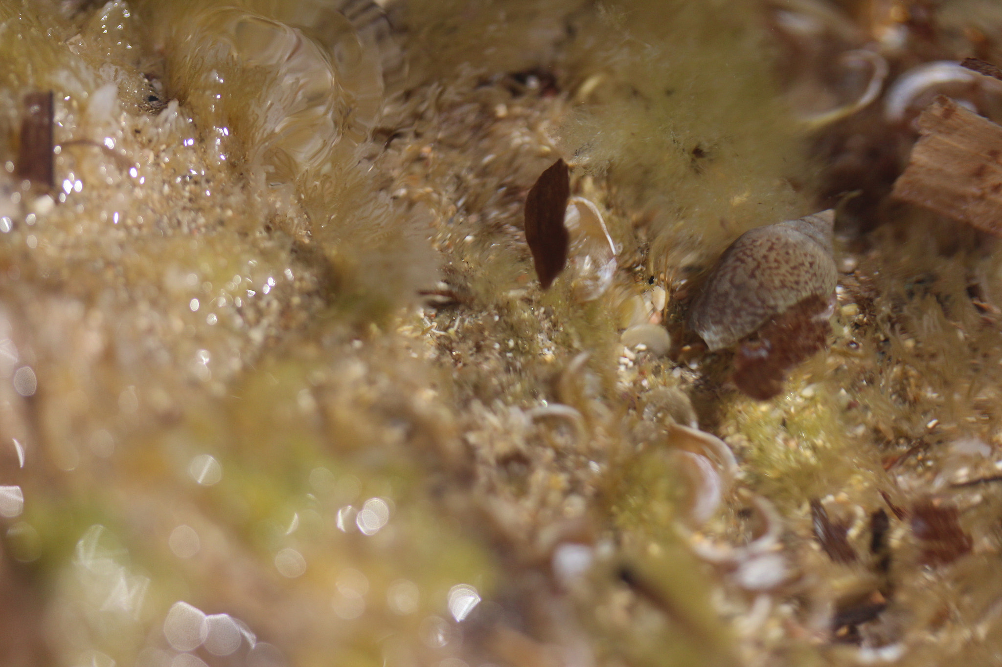 Canon EF-S 60mm F2.8 Macro USM sample photo. Img photography
