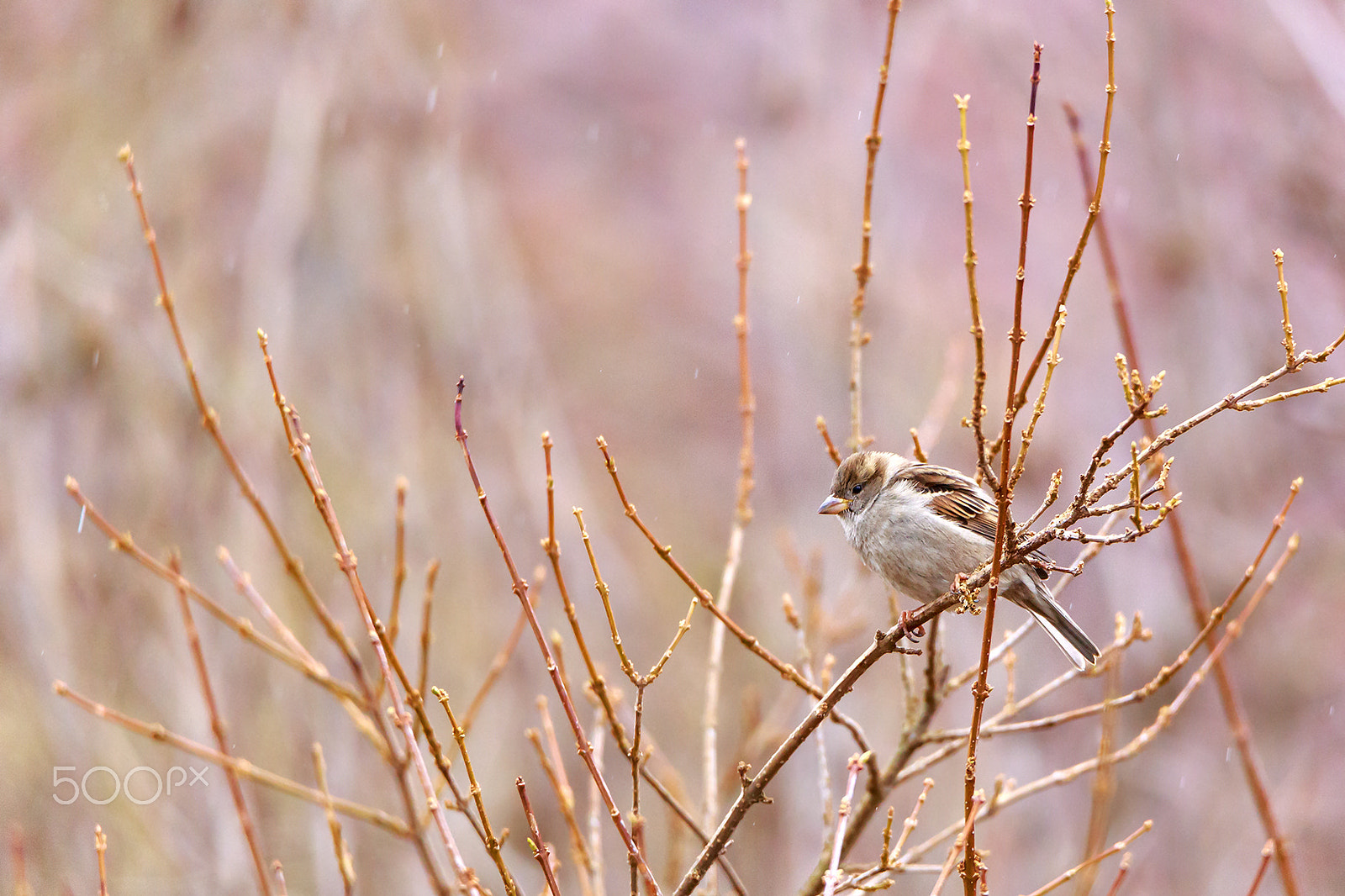 Tamron SP 150-600mm F5-6.3 Di VC USD sample photo. Little bird part 2 photography