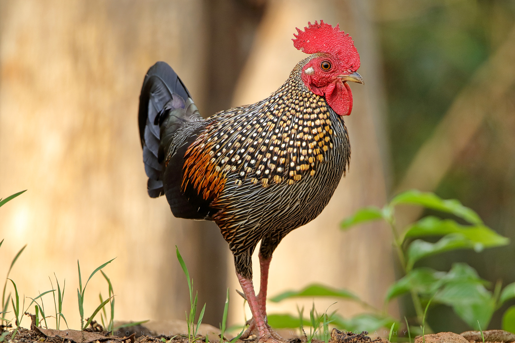 Sigma 150mm f/2.8 EX DG OS HSM APO Macro sample photo. The grey junglefowl (m) photography