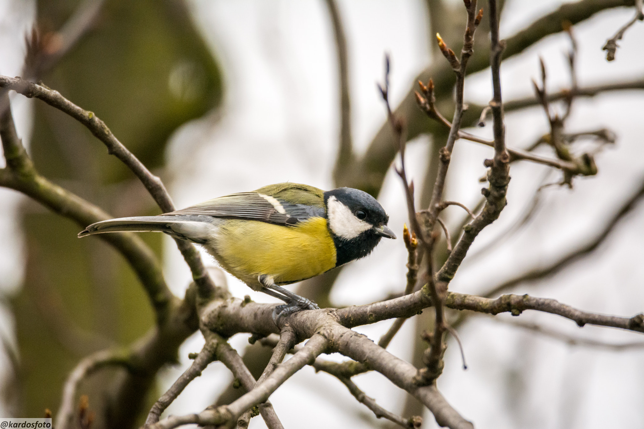 Sigma 150-600mm F5-6.3 DG OS HSM | C sample photo. Cinke photography