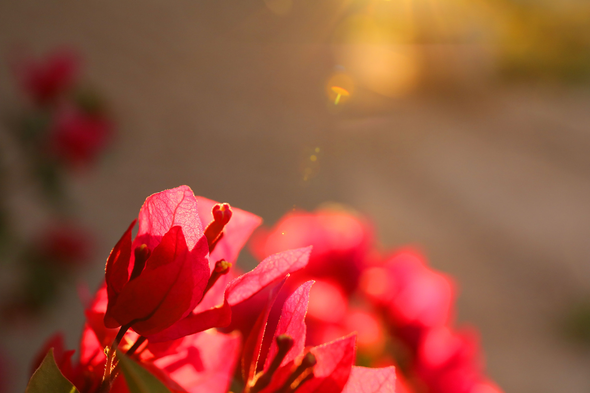 Canon EF 24-70mm F4L IS USM sample photo. Fullsizeoutput photography