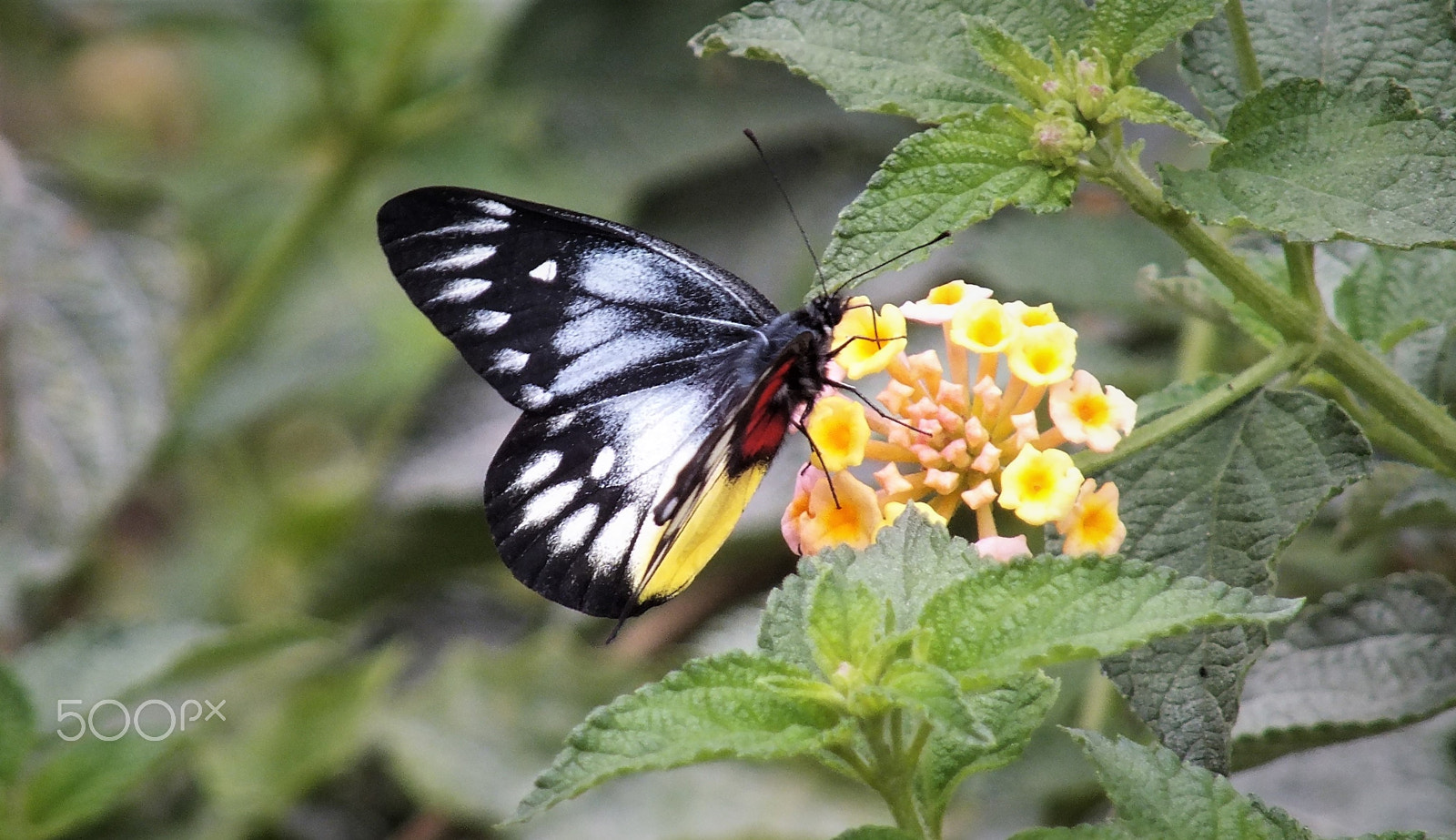 Fujifilm FinePix HS28EXR sample photo. Butterfly enjoying nectar photography