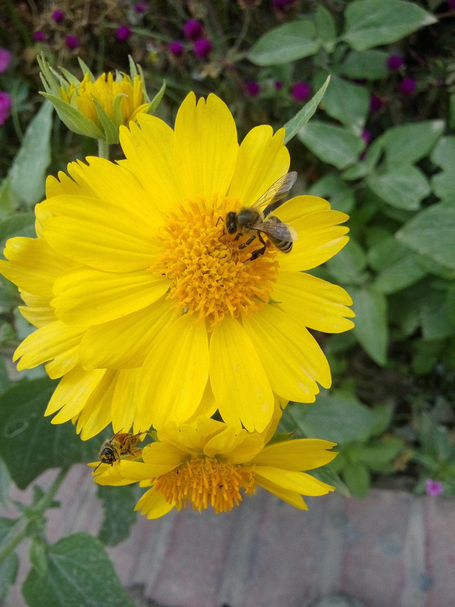 HUAWEI Honor3 sample photo. Sun flower  photography