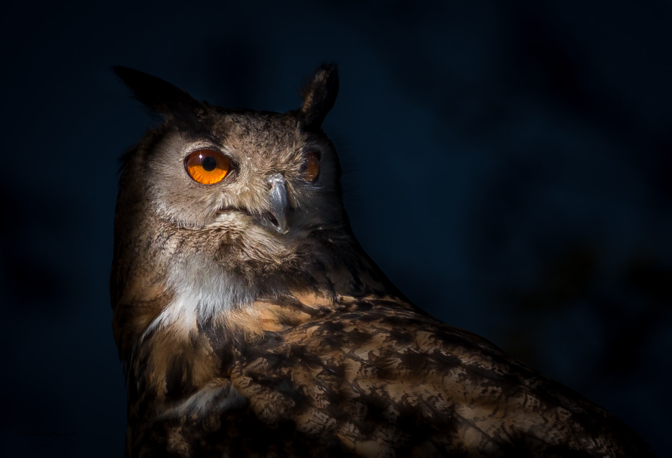 Canon EOS 70D + Canon EF 70-200mm F4L USM sample photo. Owl photography