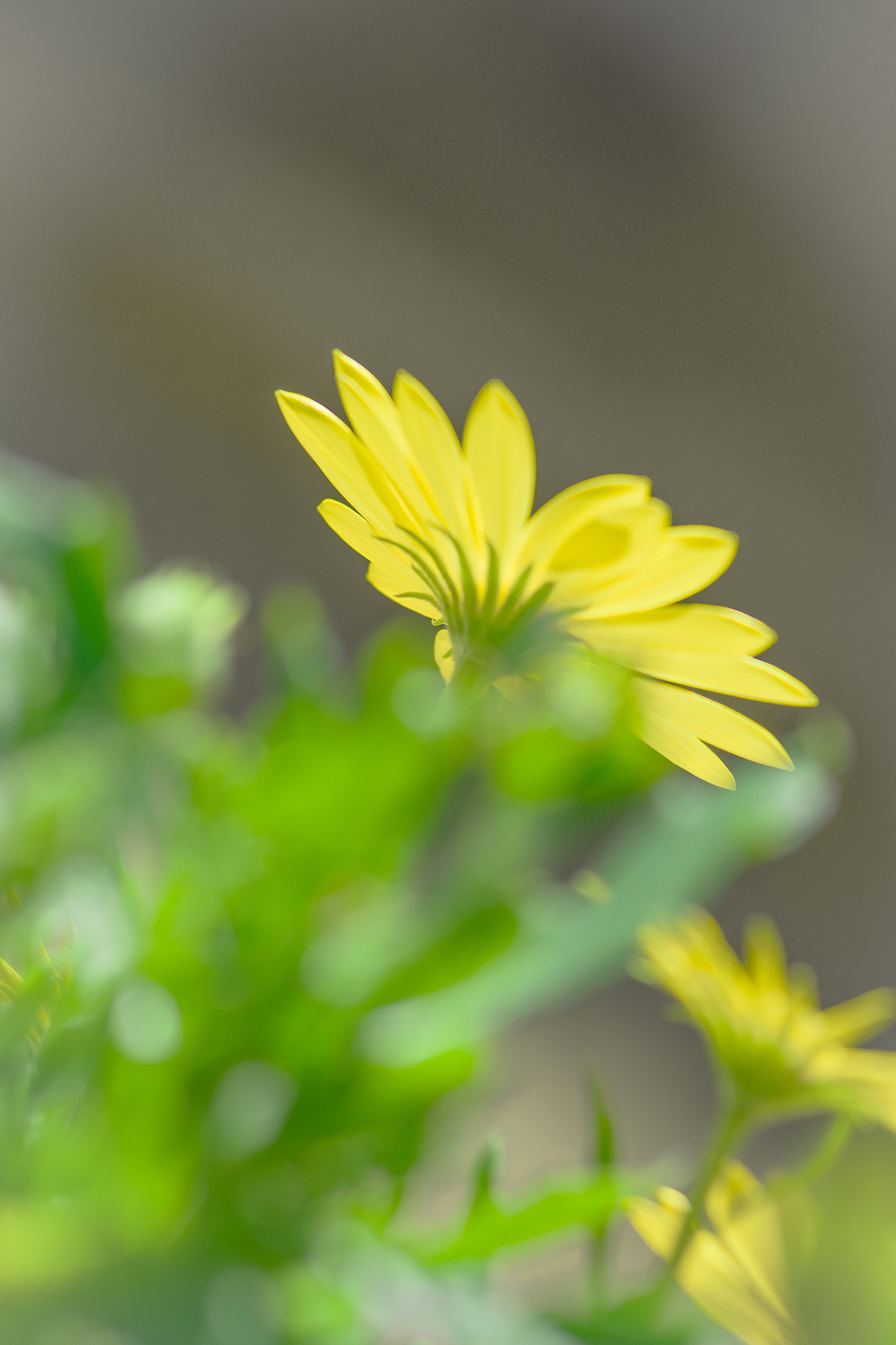 Pentax K-70 + Pentax smc D-FA 100mm F2.8 Macro WR sample photo. Yellow flowers photography