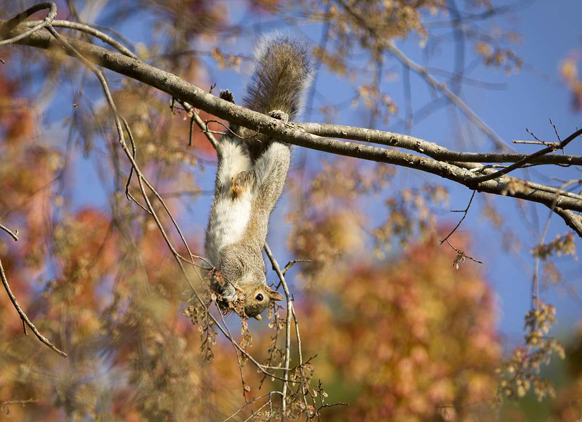 Canon EF 300mm F2.8L IS USM sample photo. Dining on a limb photography